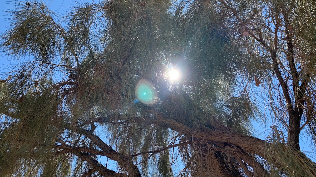 Waddi Tree