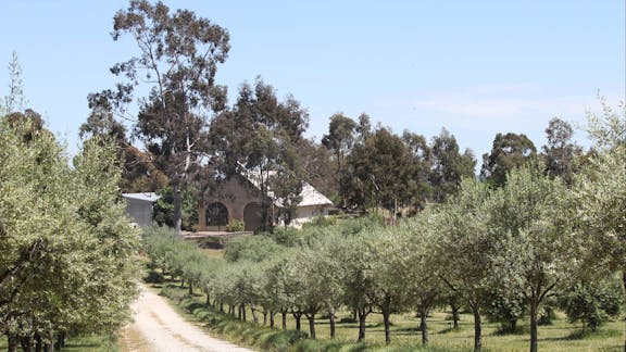 L'Oliveraie Olive Grove