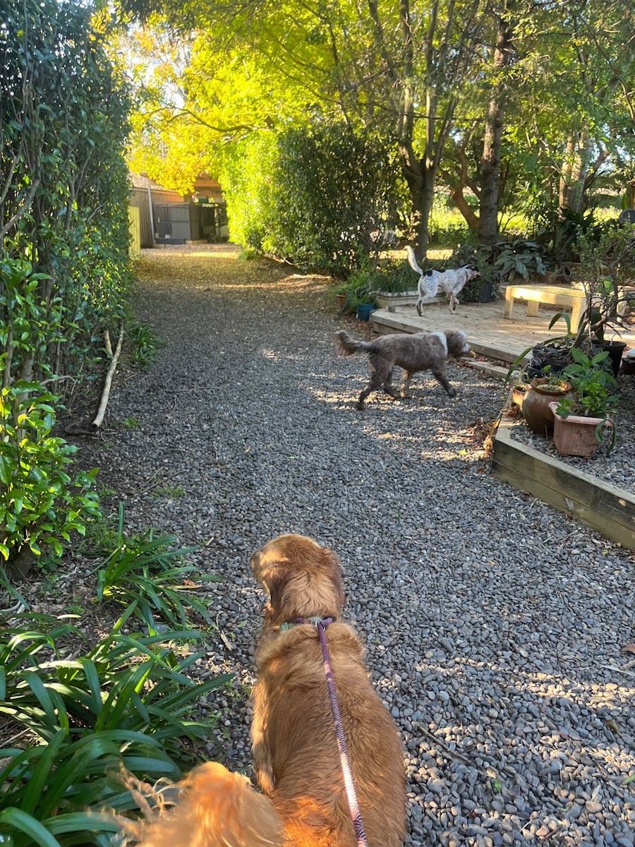 Dogs On a path