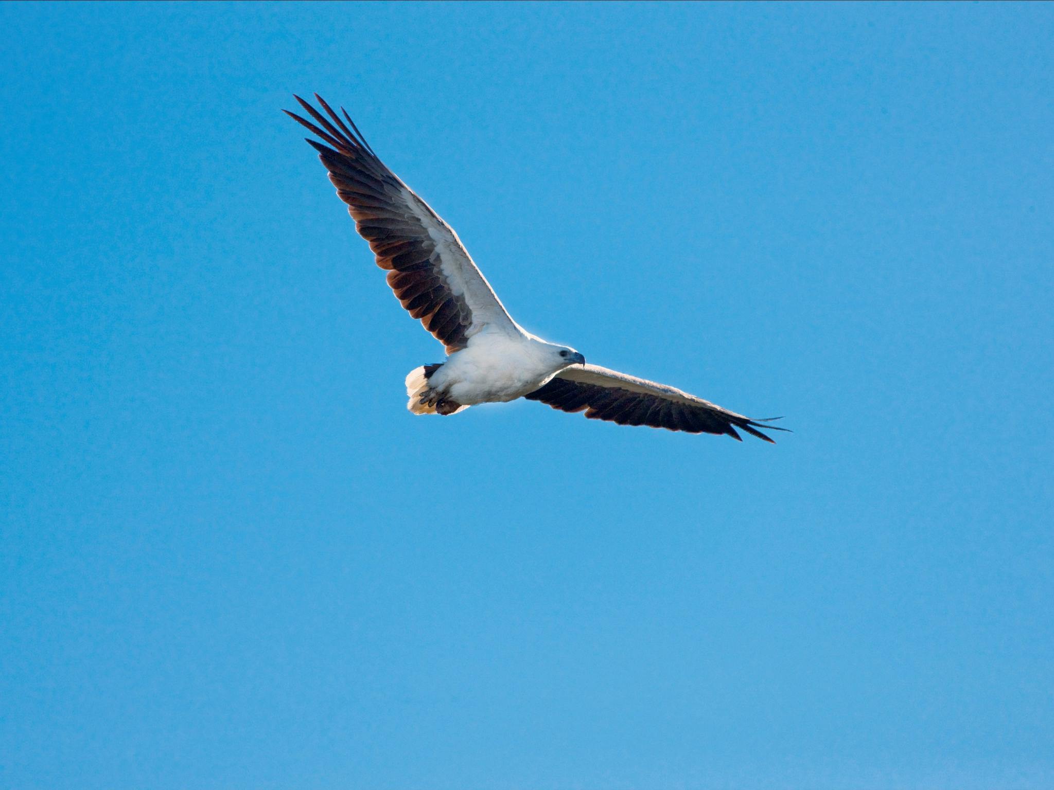 White-bellied sea-eagle in full flight.