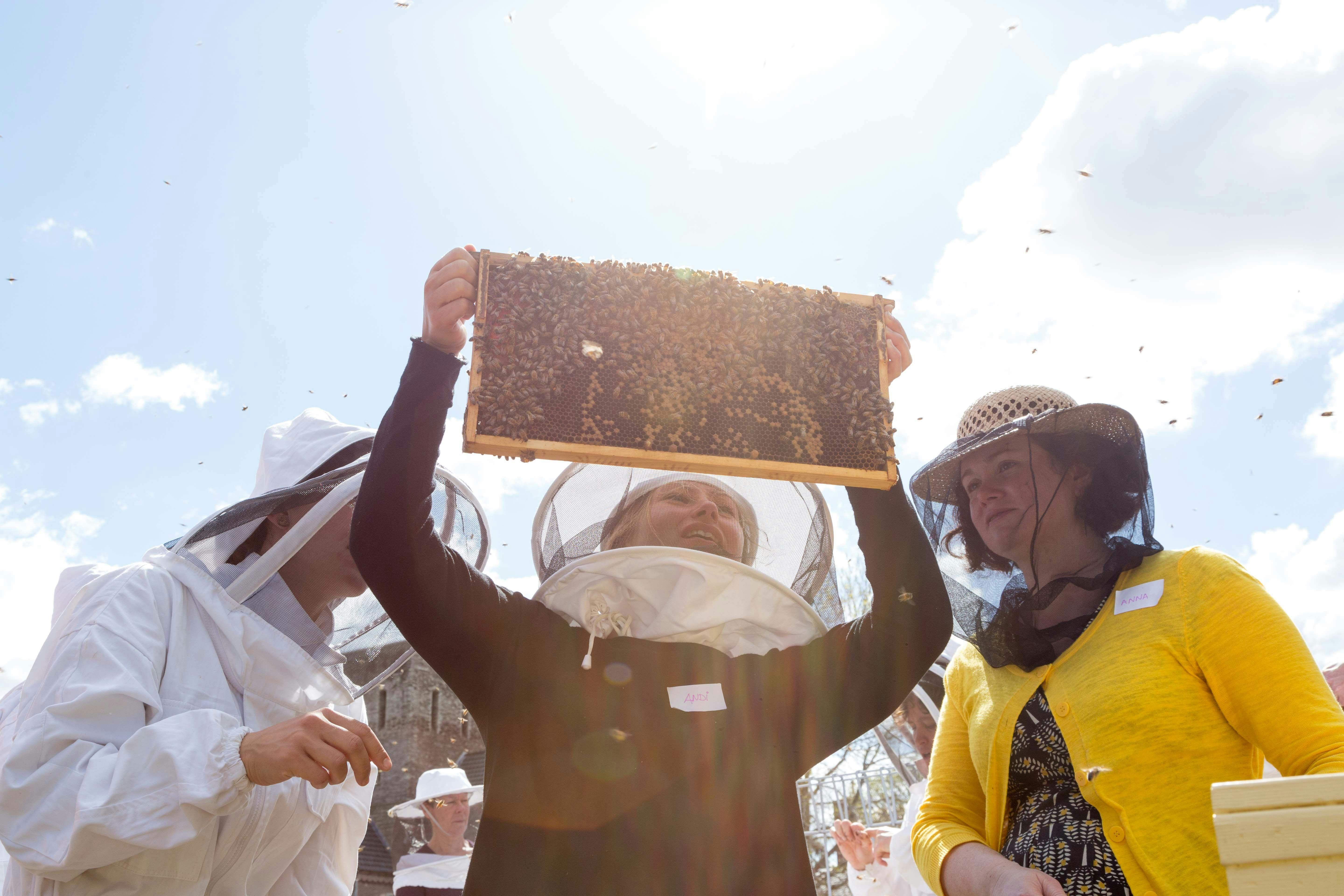 Enjoying the wonderful world of bees.