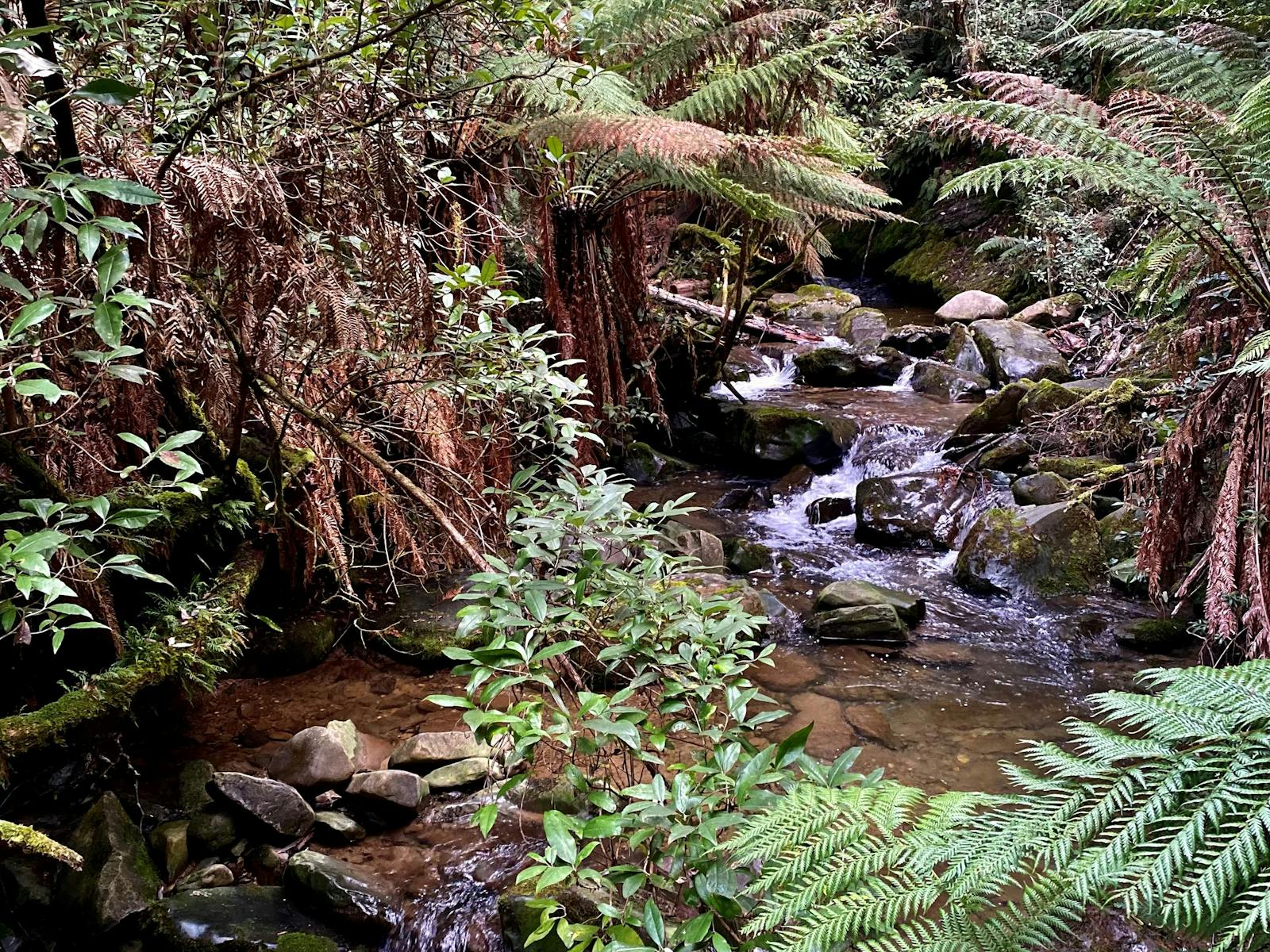 Marakoopa Creek