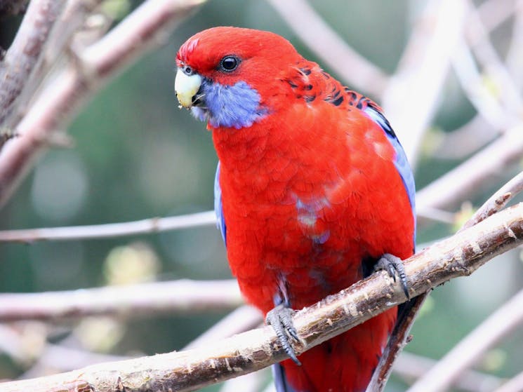 Crimson Rosella