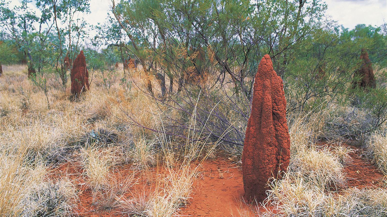 Ant hills near Mount Isa