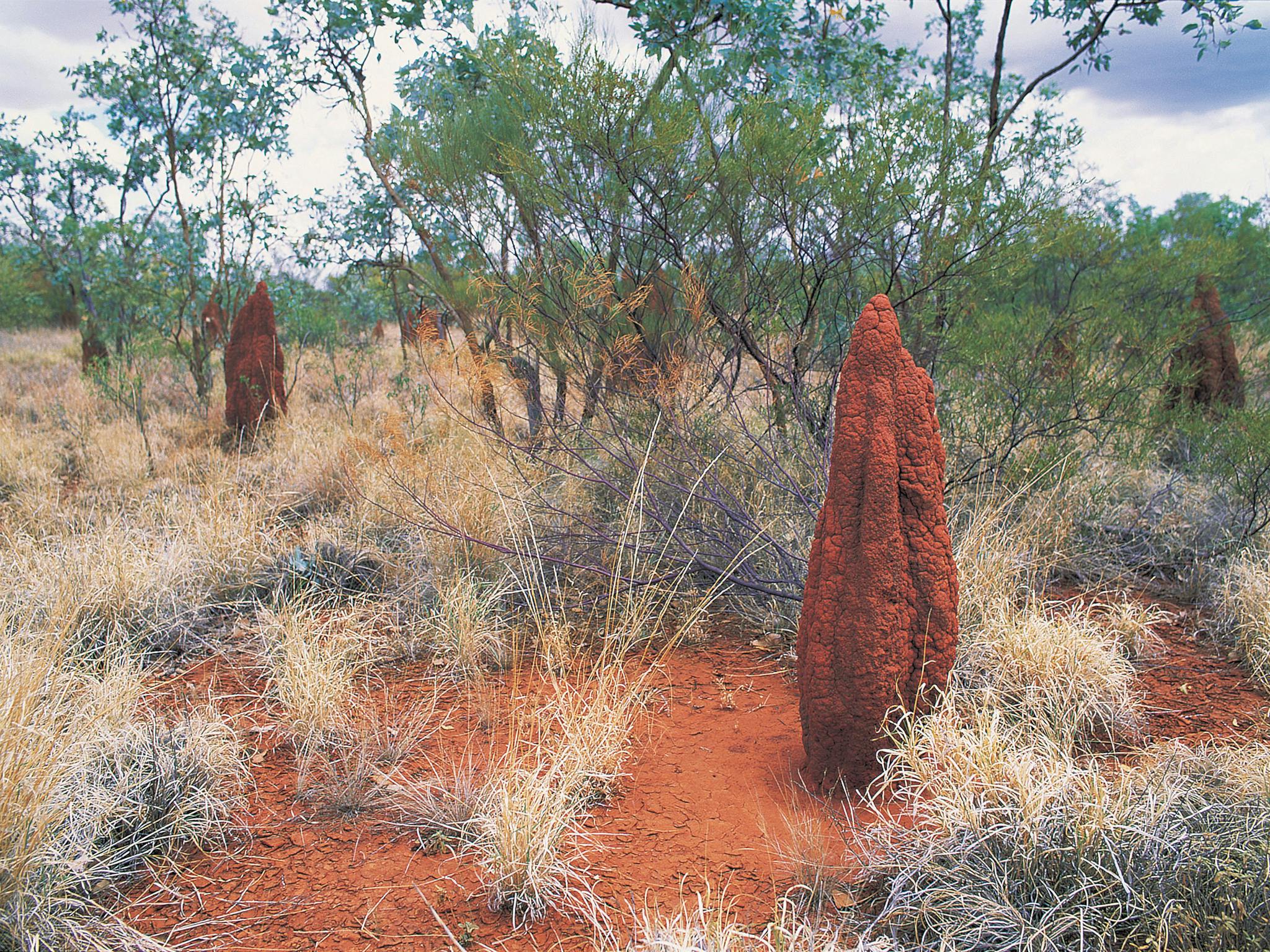 Ant hills near Mount Isa Ant hills near Mount Isa