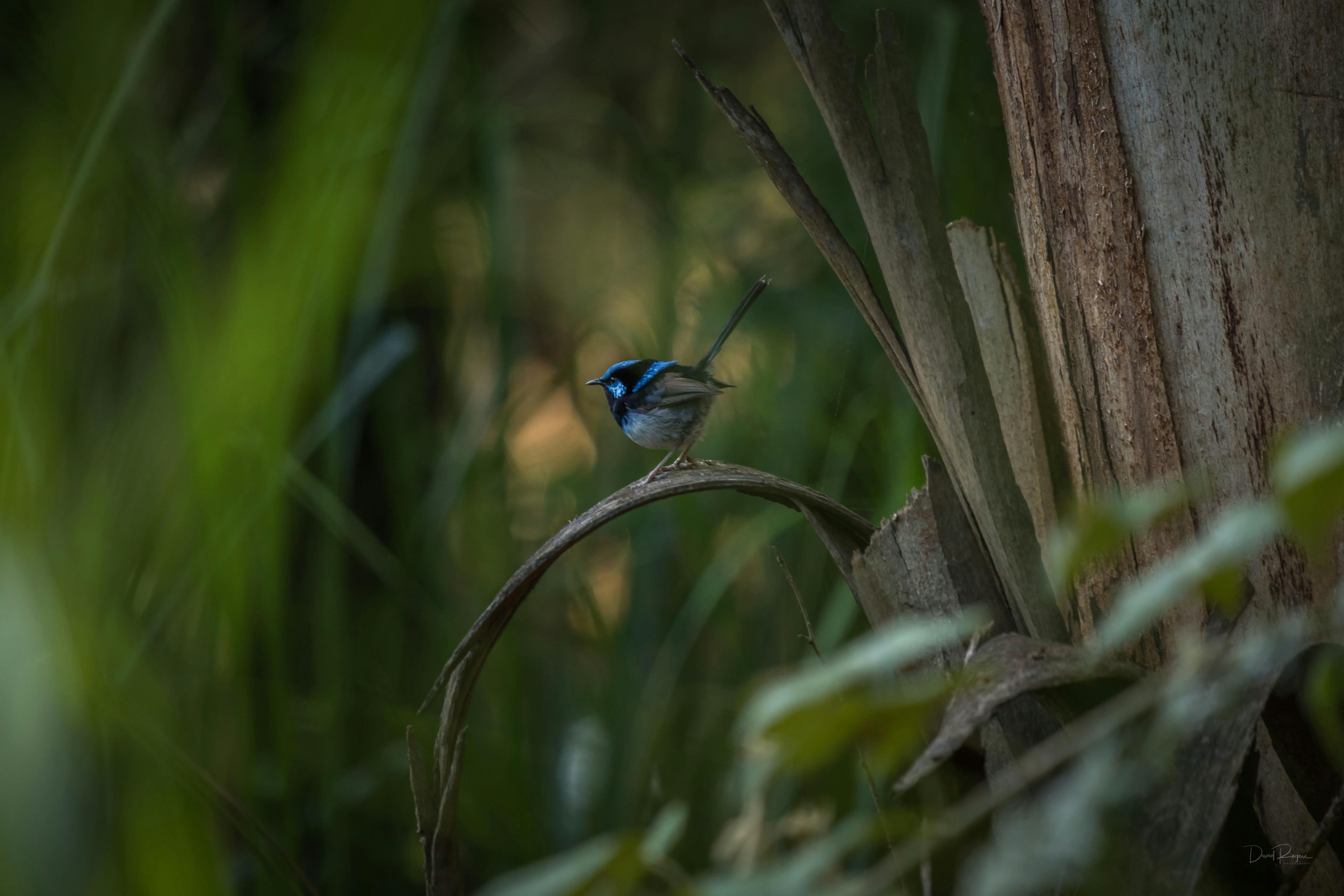 Bundian Way Story Walk