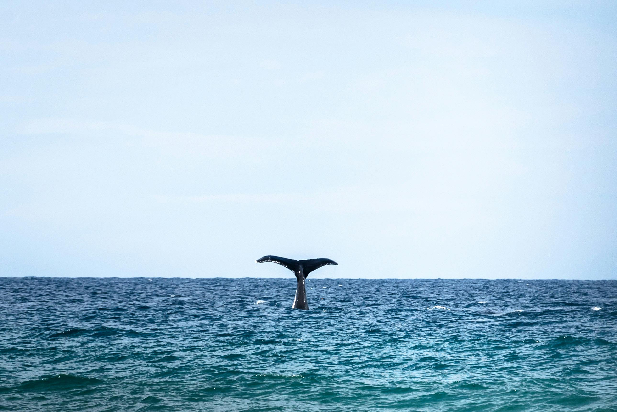 Noosa Whale Watching Ocean Kayaking & Beach 4X4 Tour