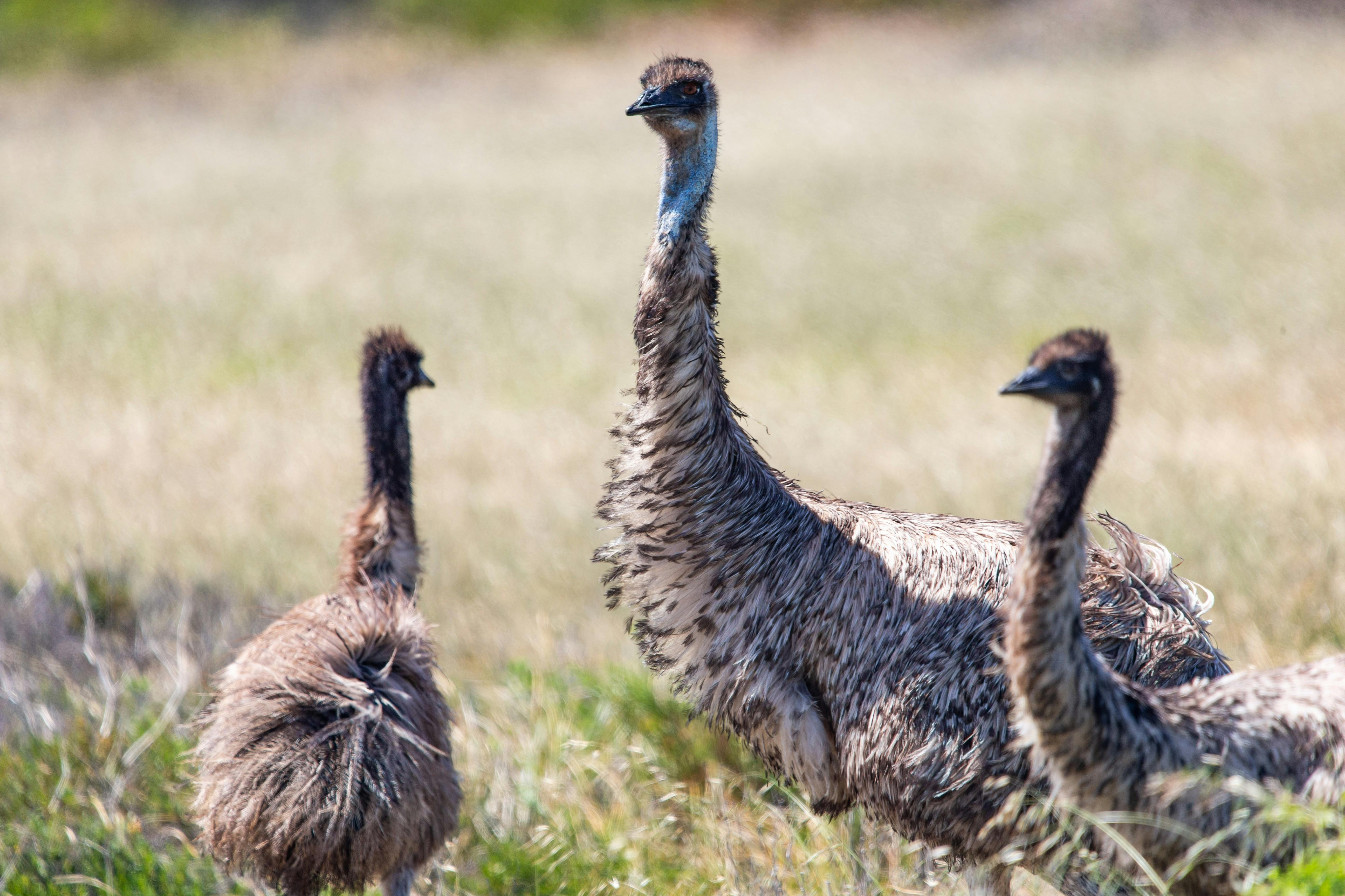 Tour South Port Lincoln Tour