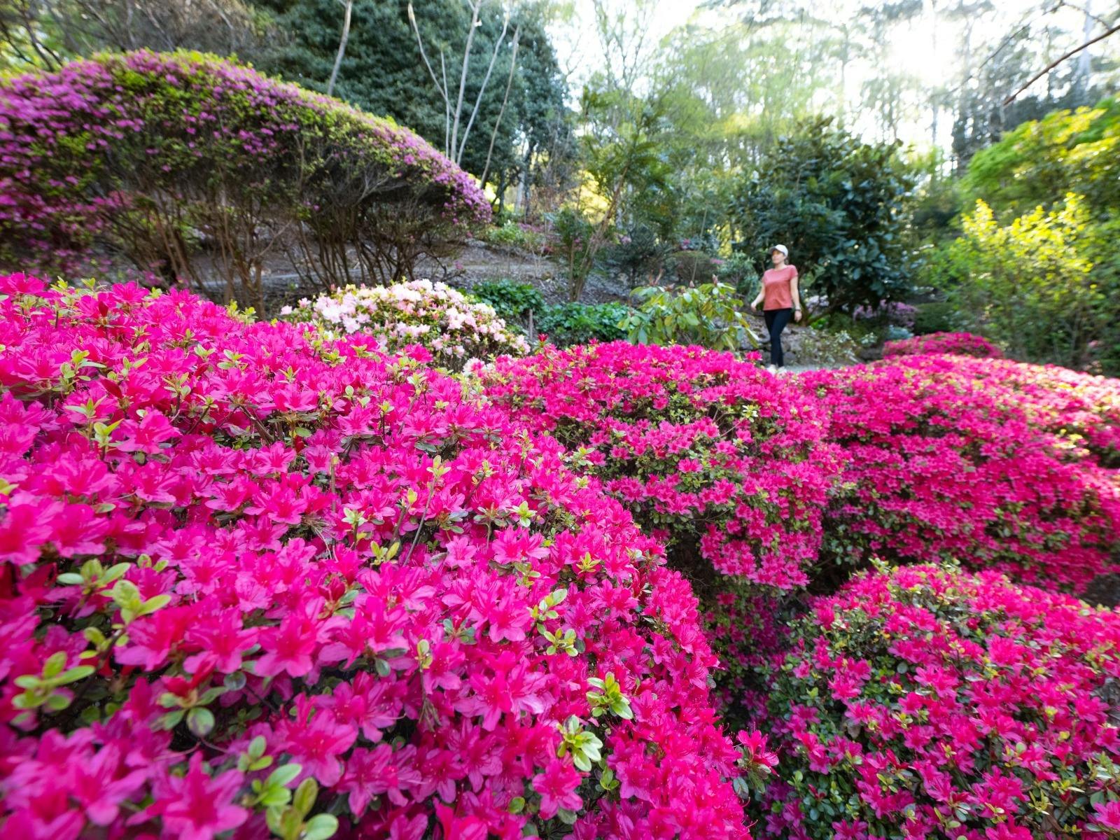 A mass of pink flowers on a bush are at the front with a person walking at the back