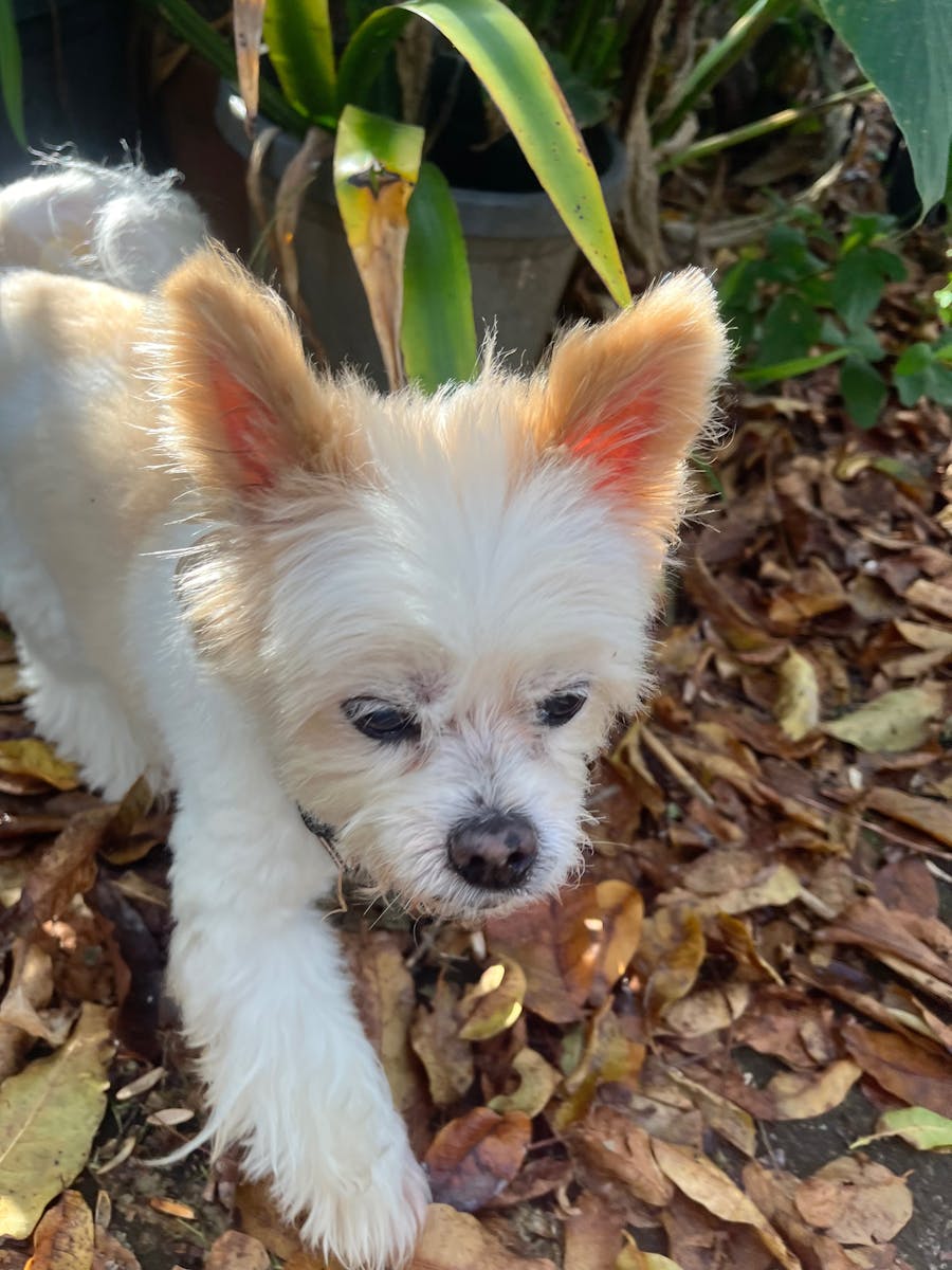 Dog in garden