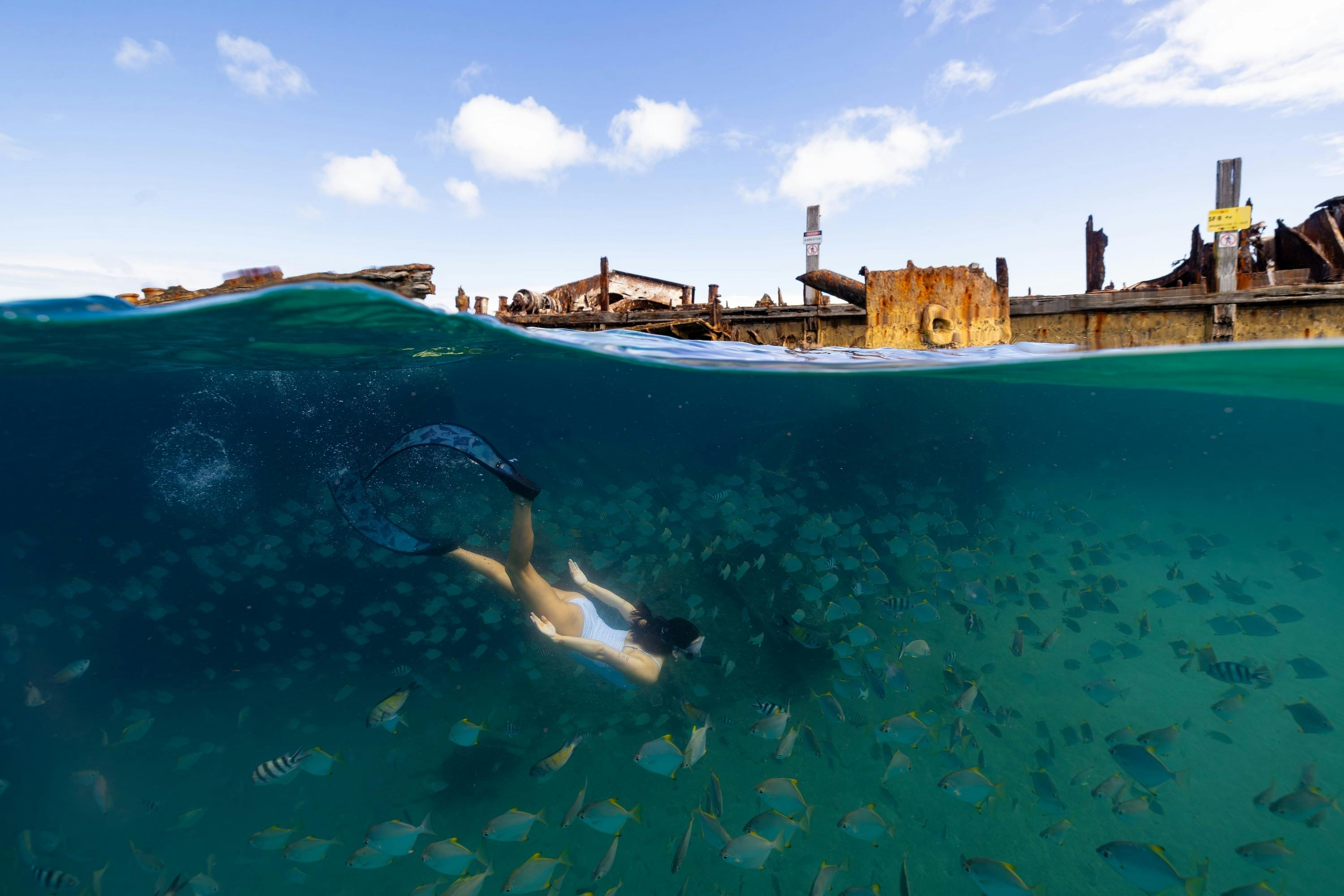 Dive into an underwater wonderland at the Tangalooma Wrecks