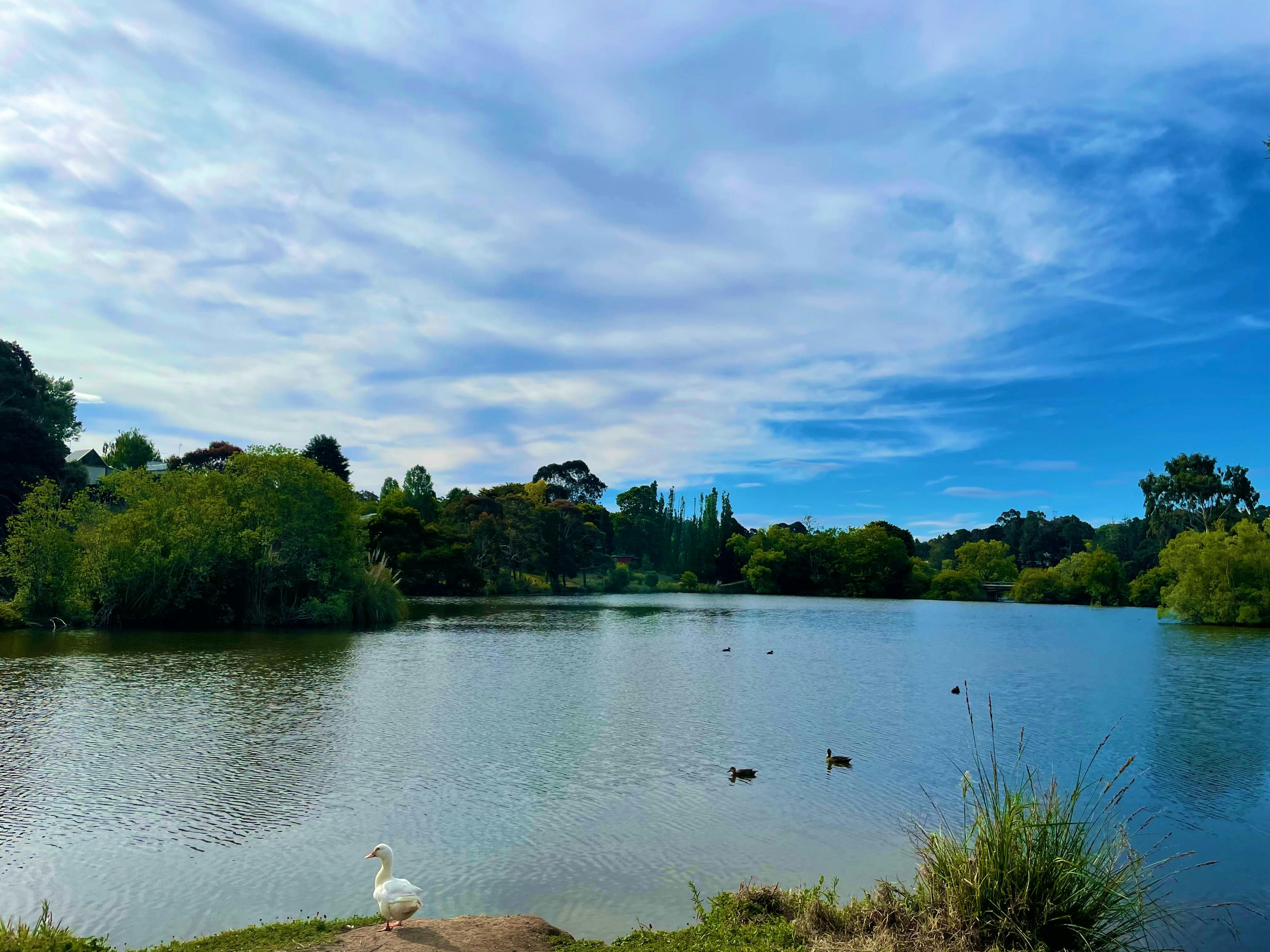 lake, ducks, trees and blue sky
