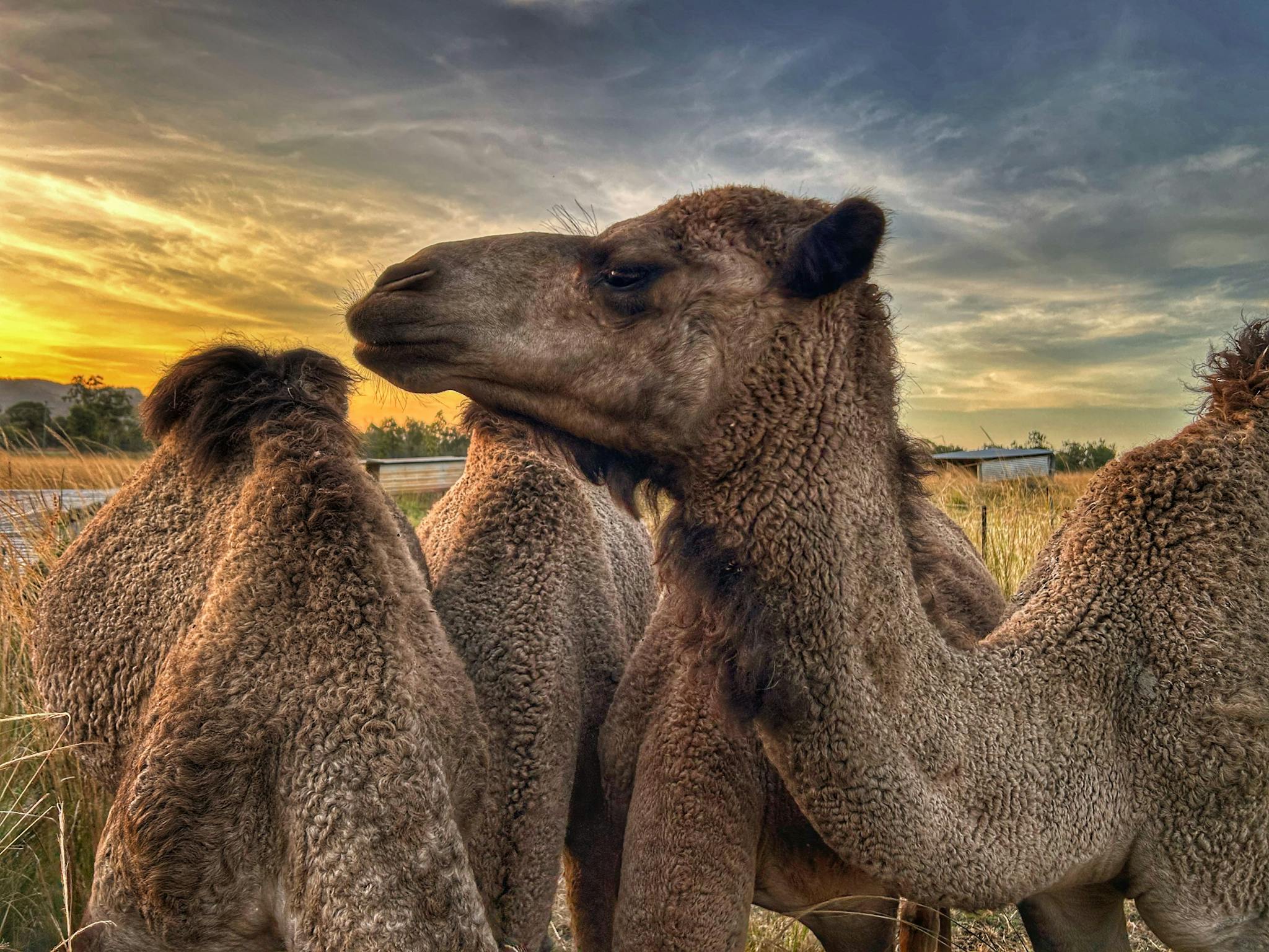 Camels Camels