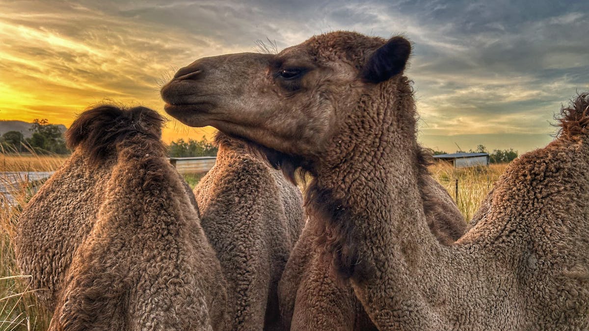 Camels