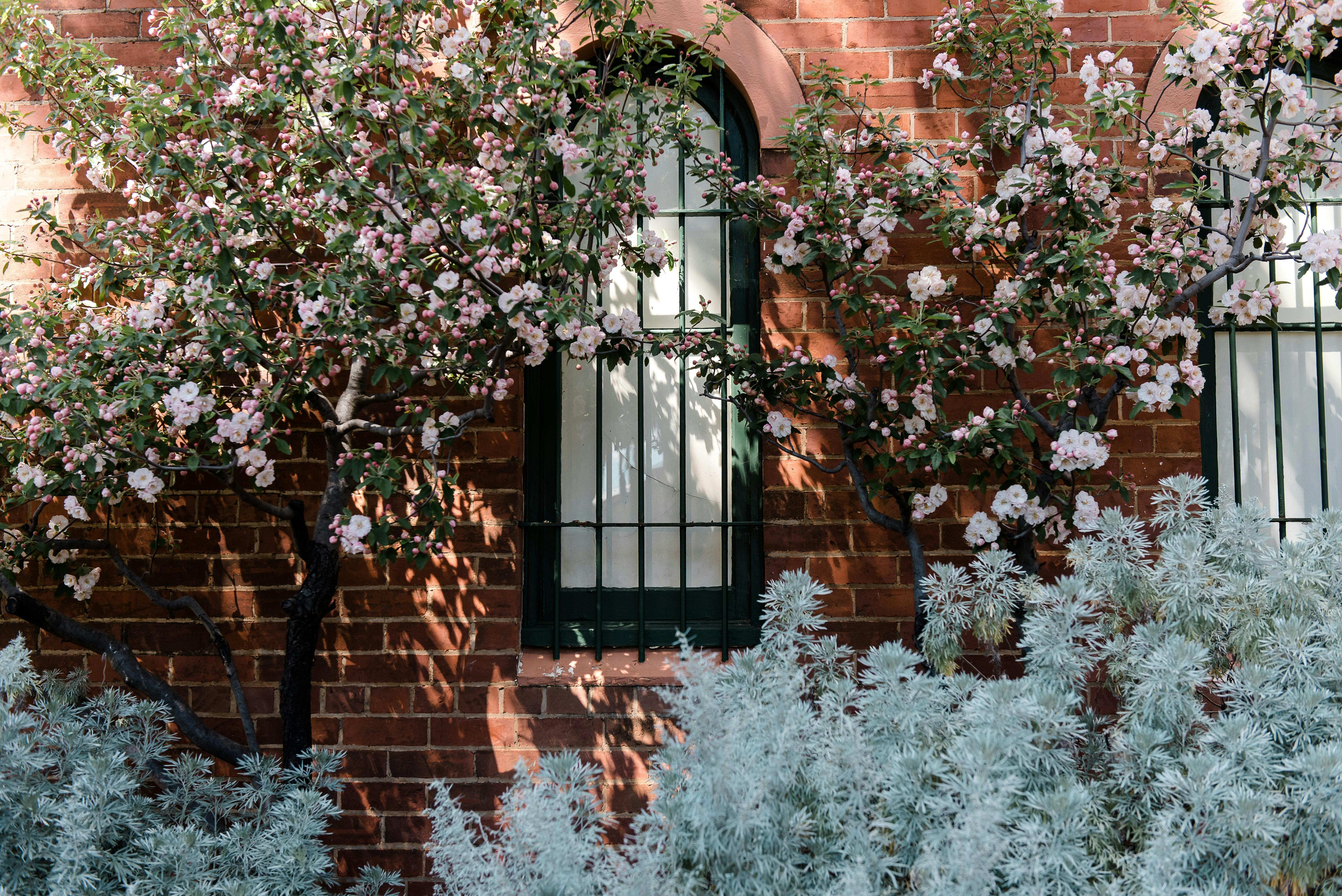 Outside Olive Mews at Tuileries at De bortoli Rutherglen