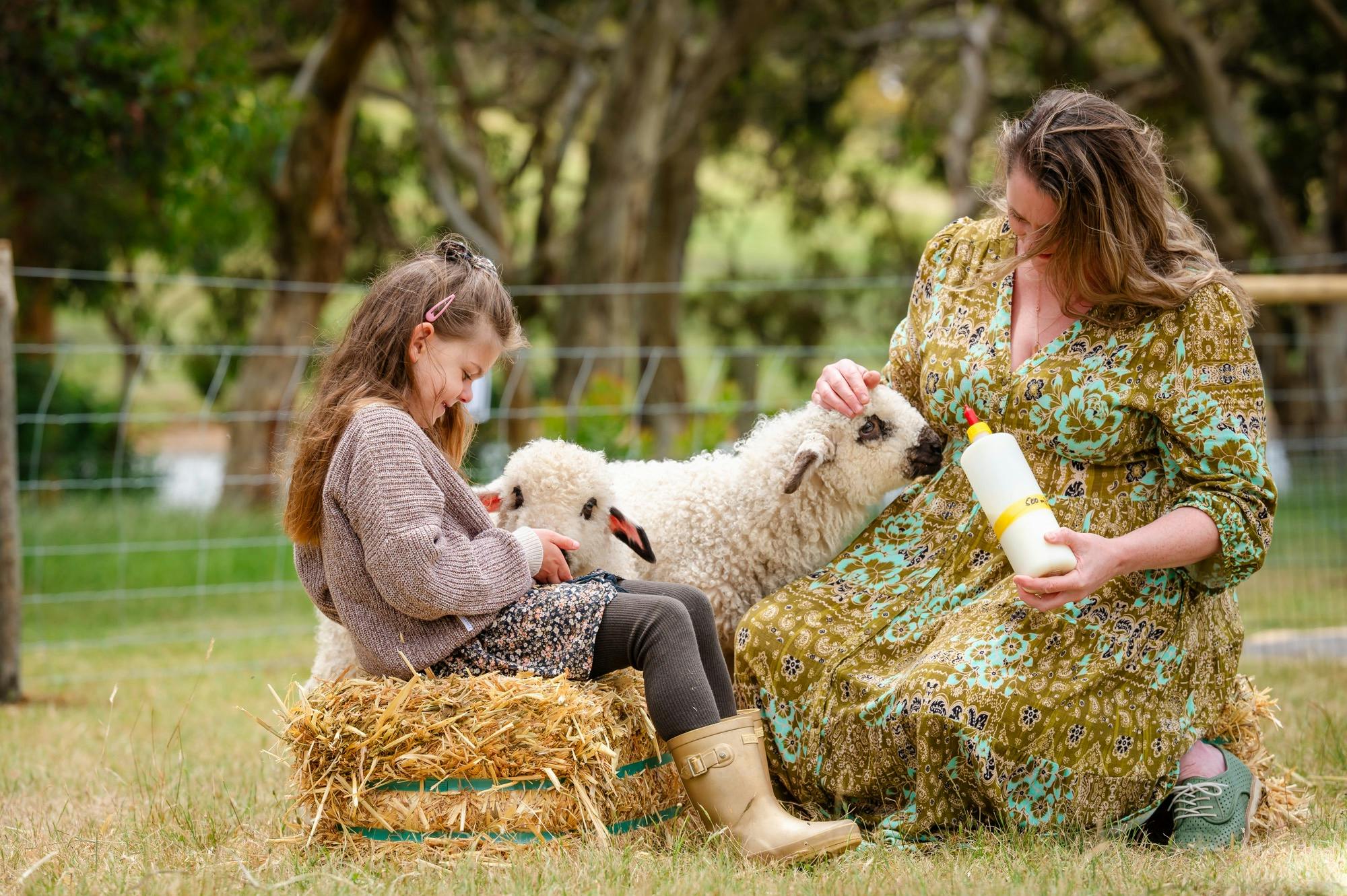 Feeding Barney and Fozzie our Valais Blacknose sheep