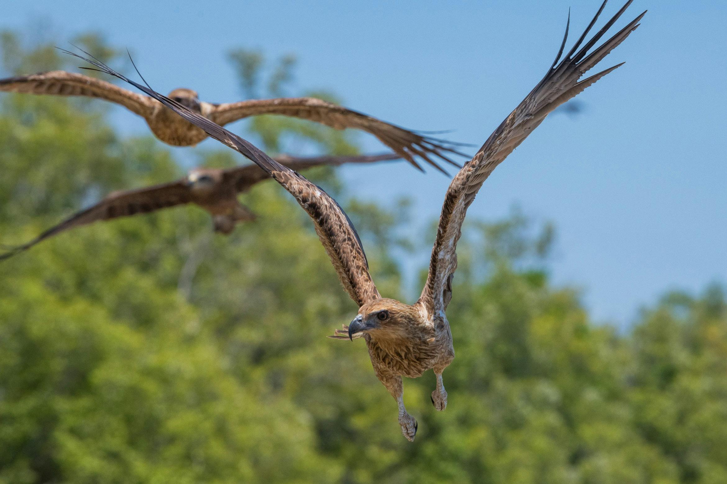 Three whistling kites in flight, flying towards the camera