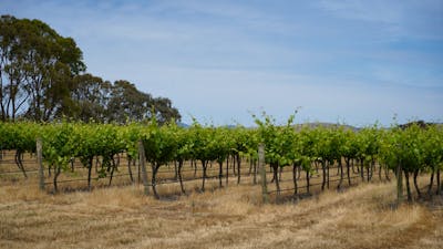 Canberra winery