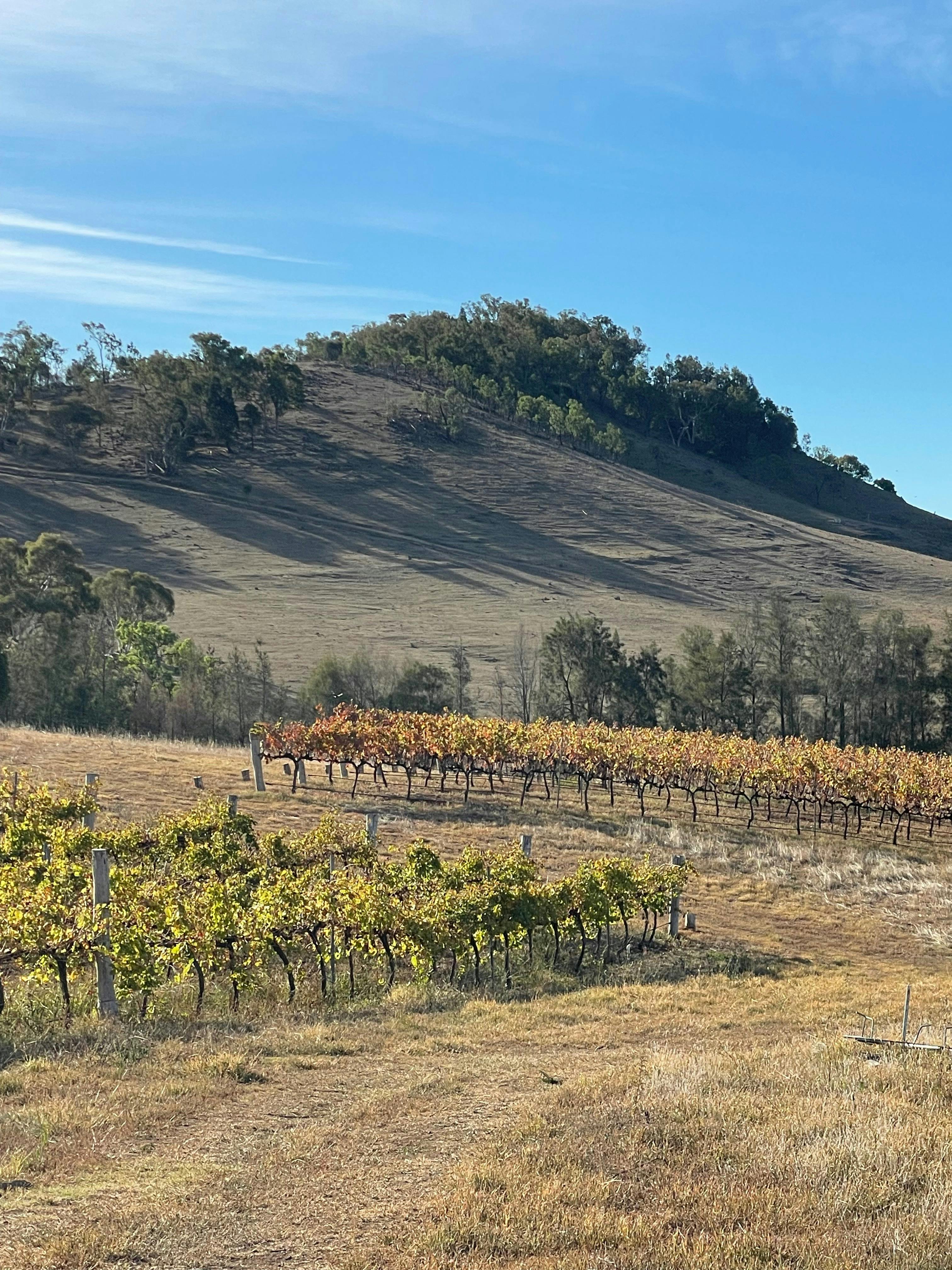 Our Vineyards