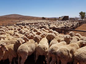We are a working station so guests can assist us in our daily jobs and find out more about farm life