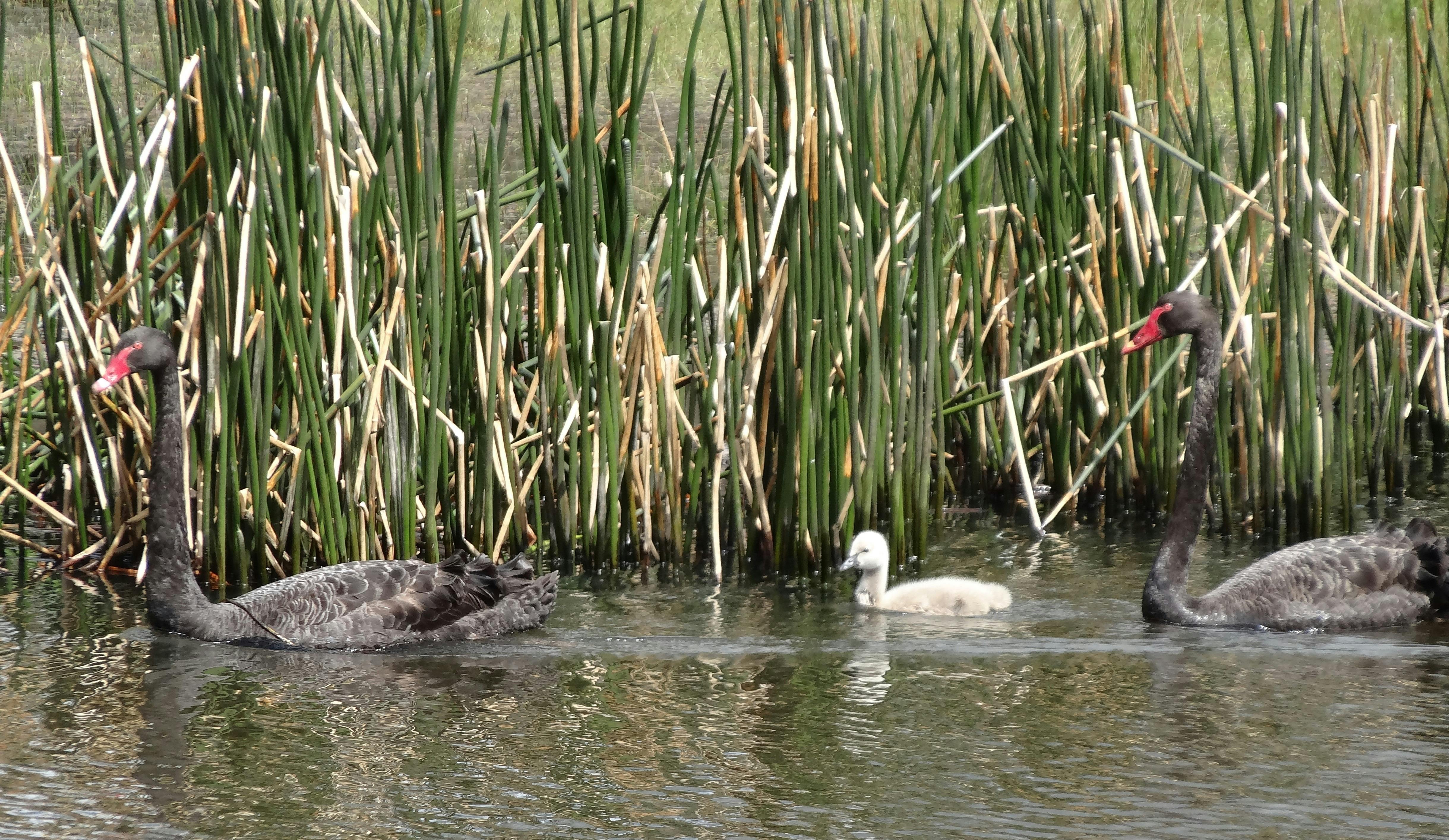 バードウォッチング