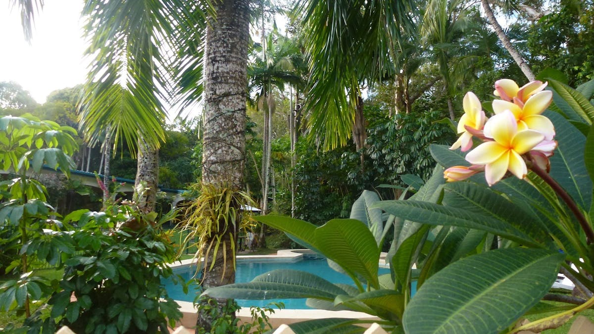 Frangipani near Pool