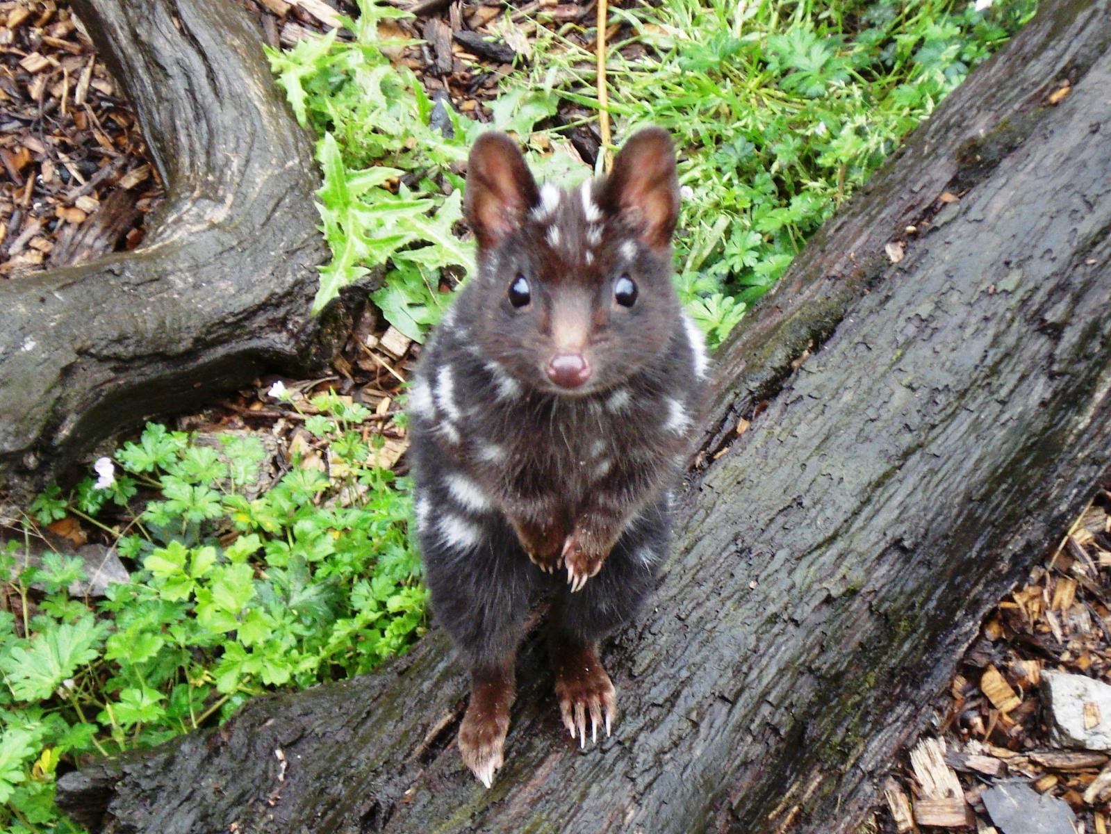 Eastern quoll