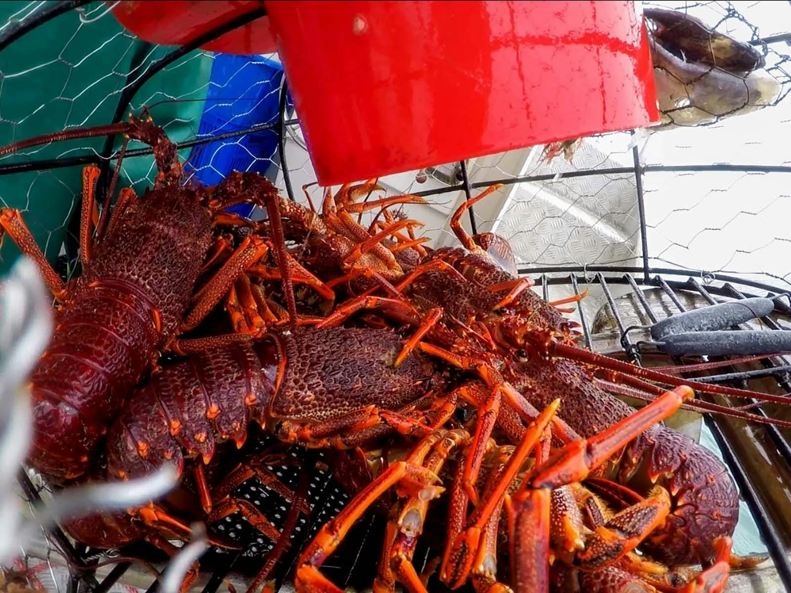 Fisherman with Southern Rock Lobster at Port MacDonnell