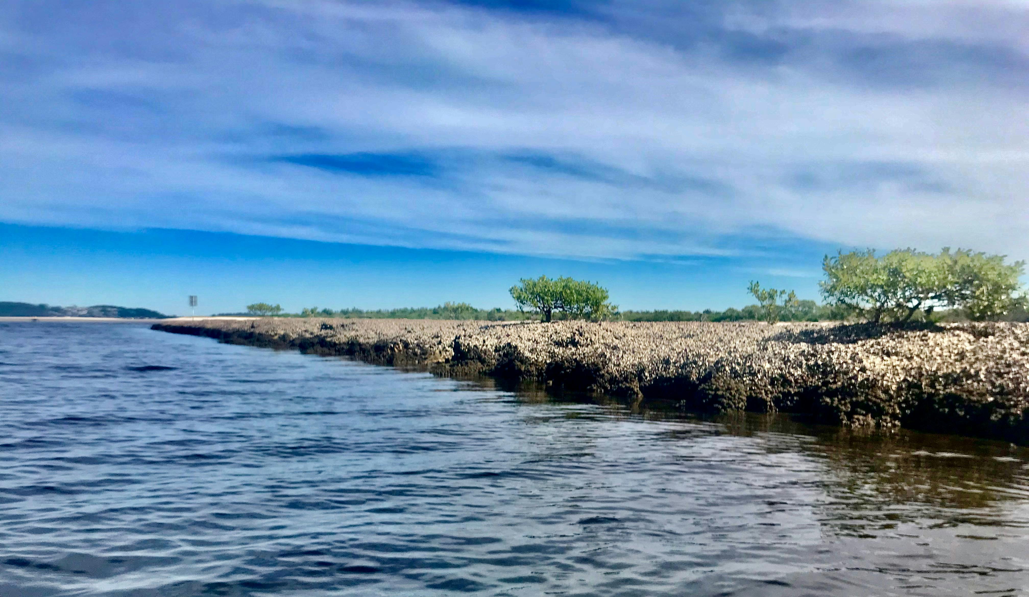 Mangroves and oysters