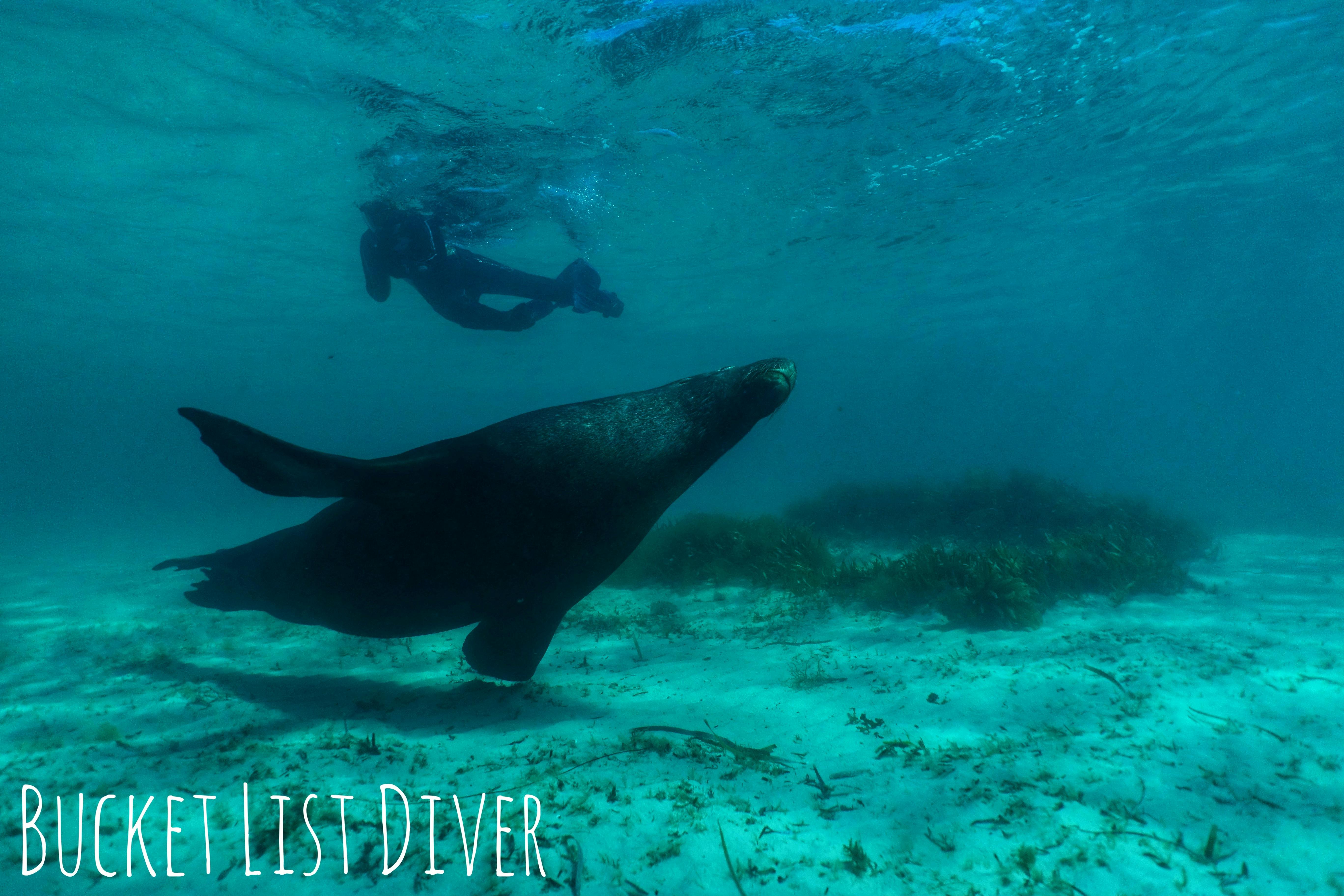 Rottnest Island Double Dive Day