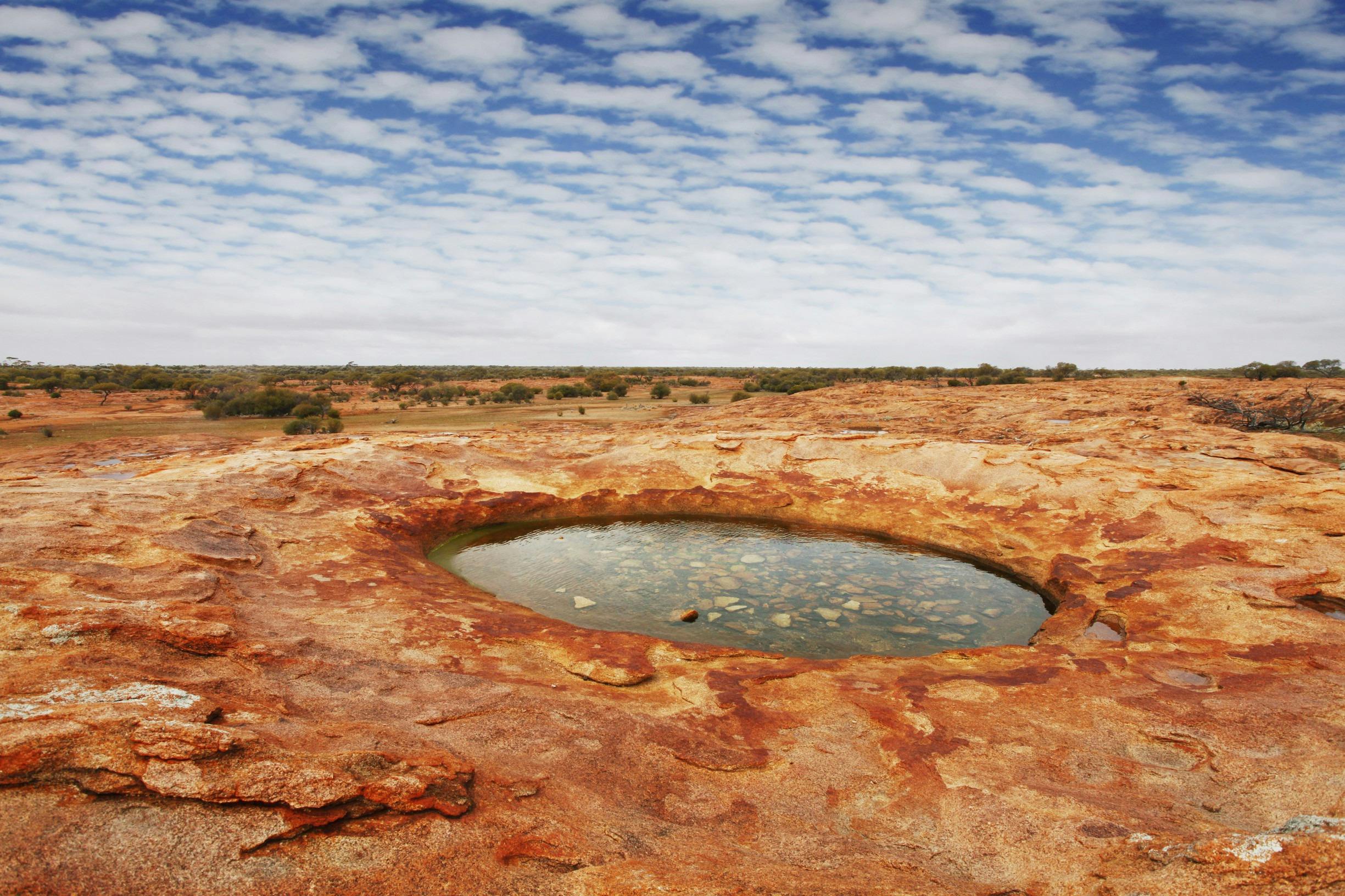 Goldfields Wildflower Trail, Gwalia, Western Australia