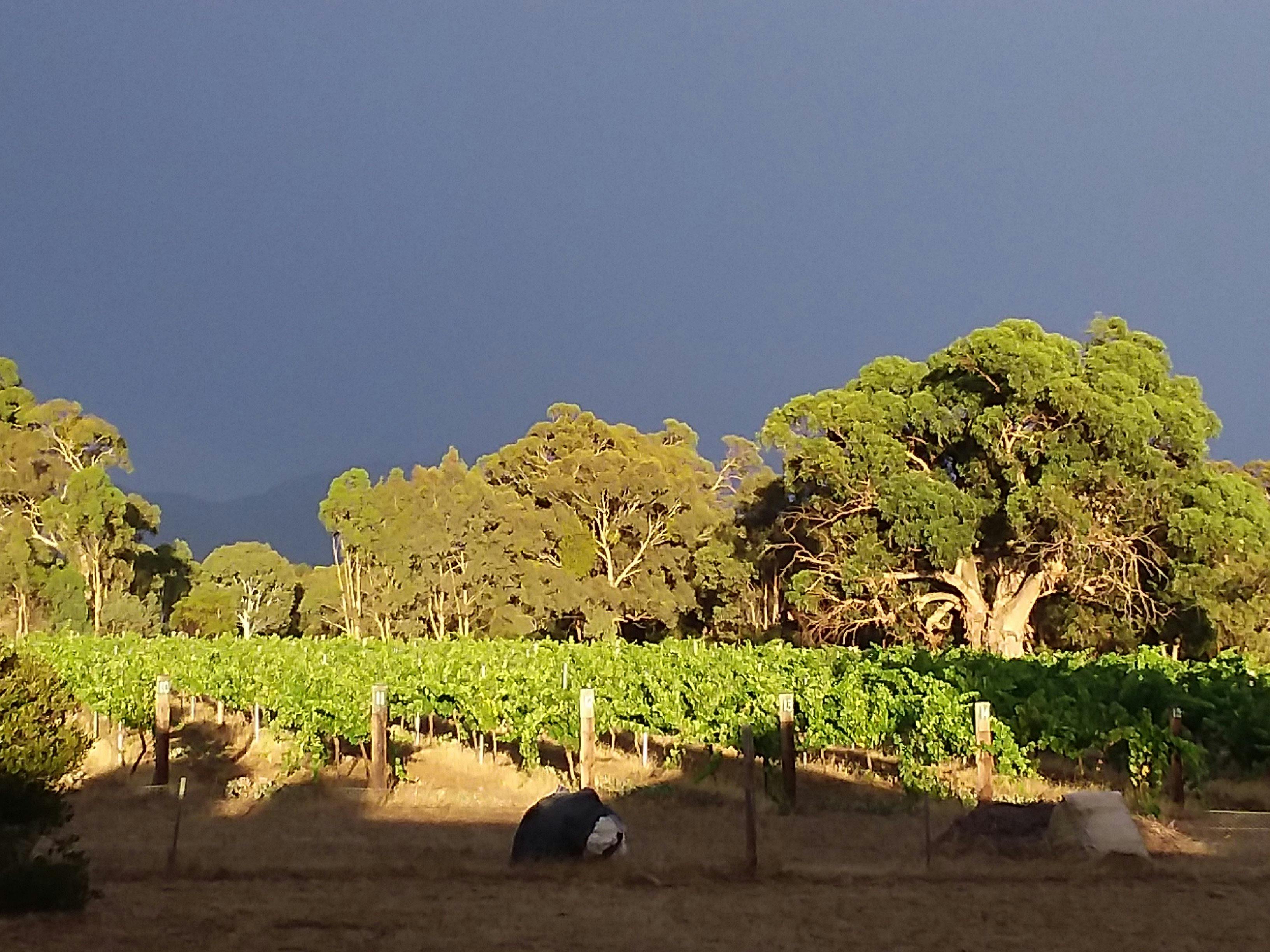 Clayfield Wines