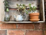 Plants