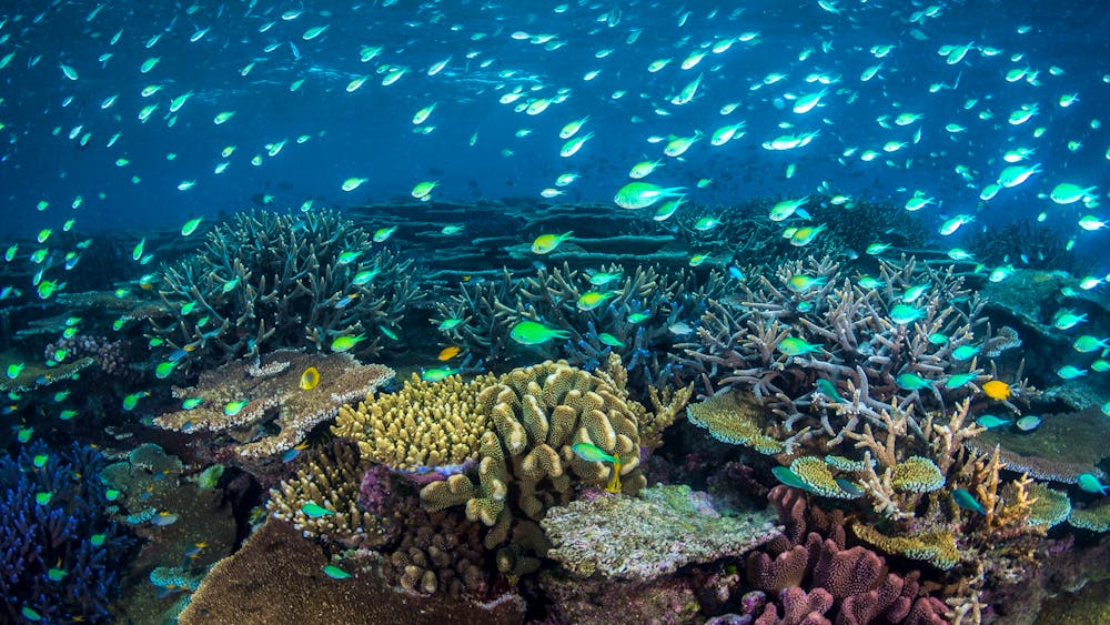 Coral Greenhouse & Ocean Sentinels / MOUA / Museum of Underwater Art