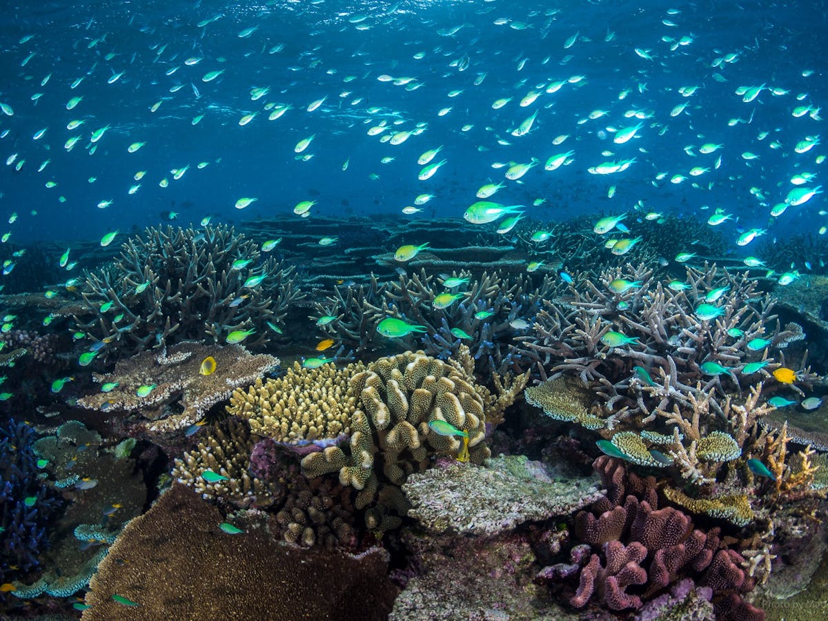 John Brewer Reef / MOUA / Museum of Underwater Art