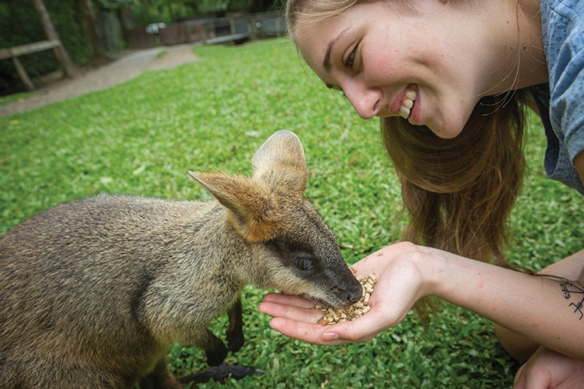 Wallaby feeding at Kuranda Koala Gardens