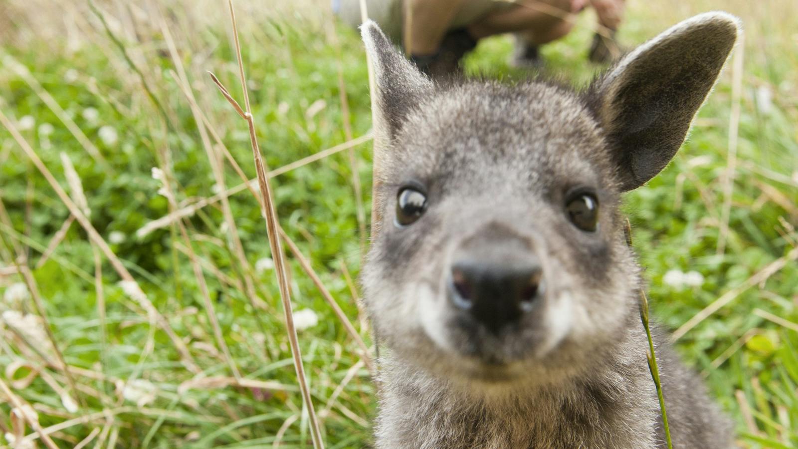 Wallaby magic