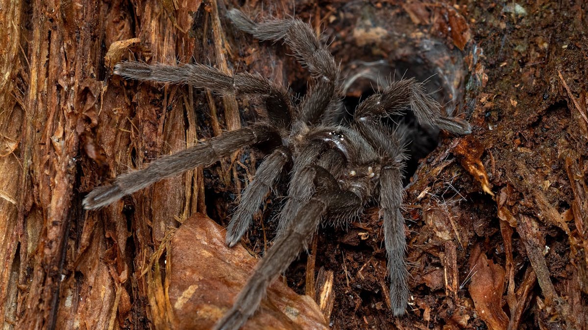 A Native Australian Tarantula on a tree