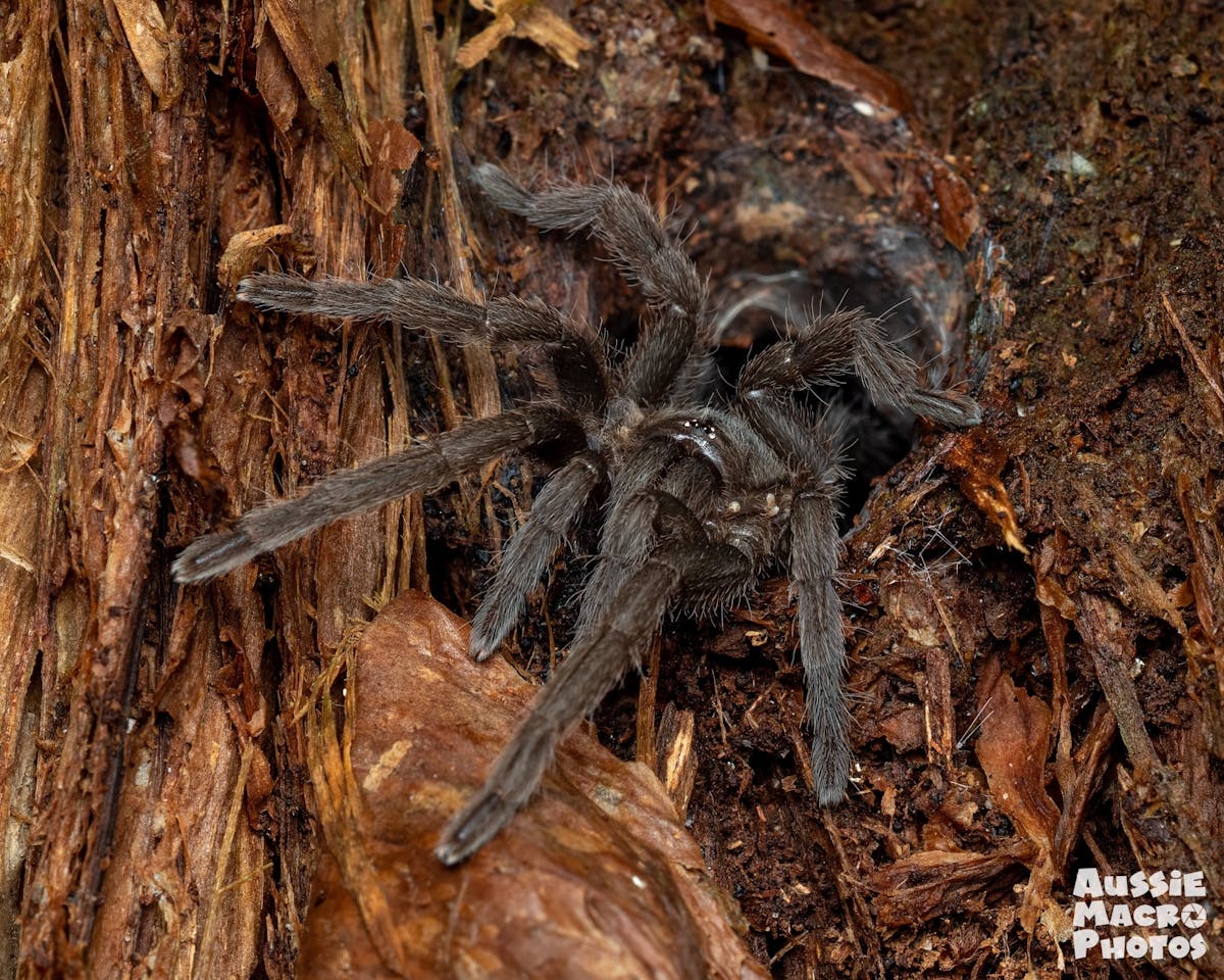 A Native Australian Tarantula on a tree