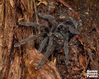 A Native Australian Tarantula on a tree