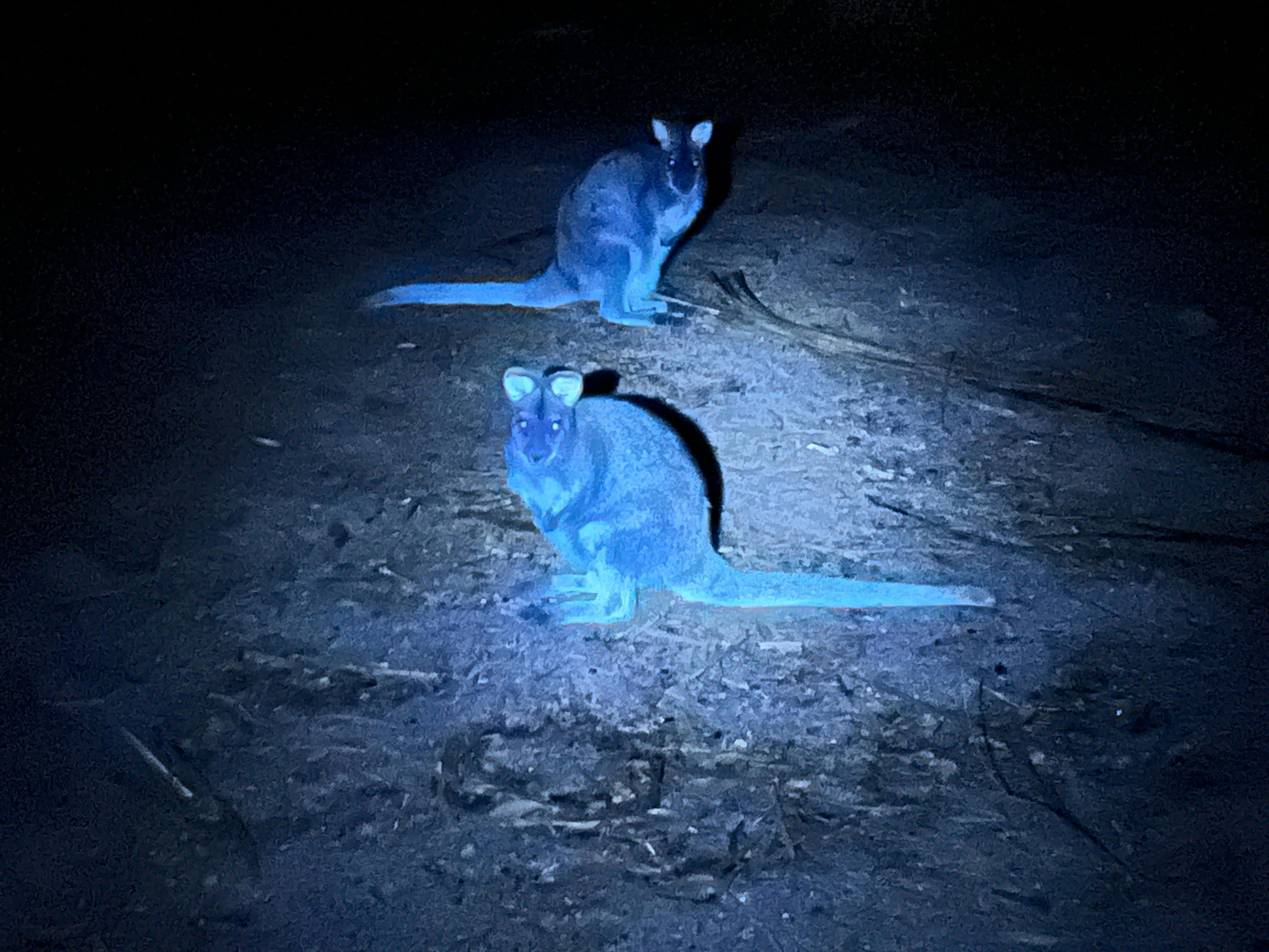 Wallabies glowing faintly green
