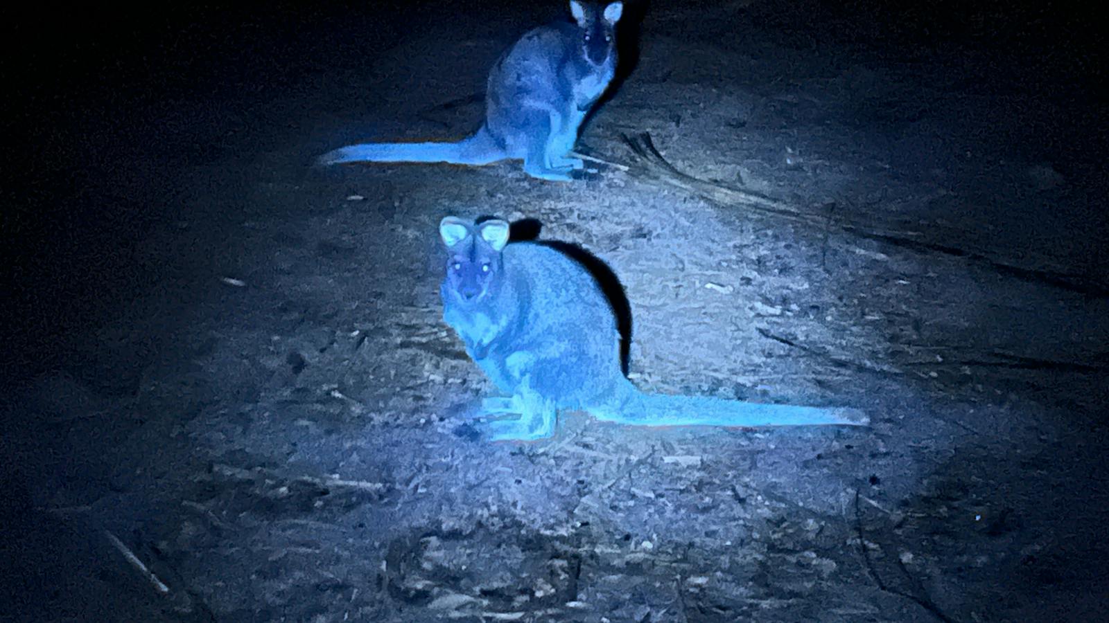 Wallabies glowing faintly green