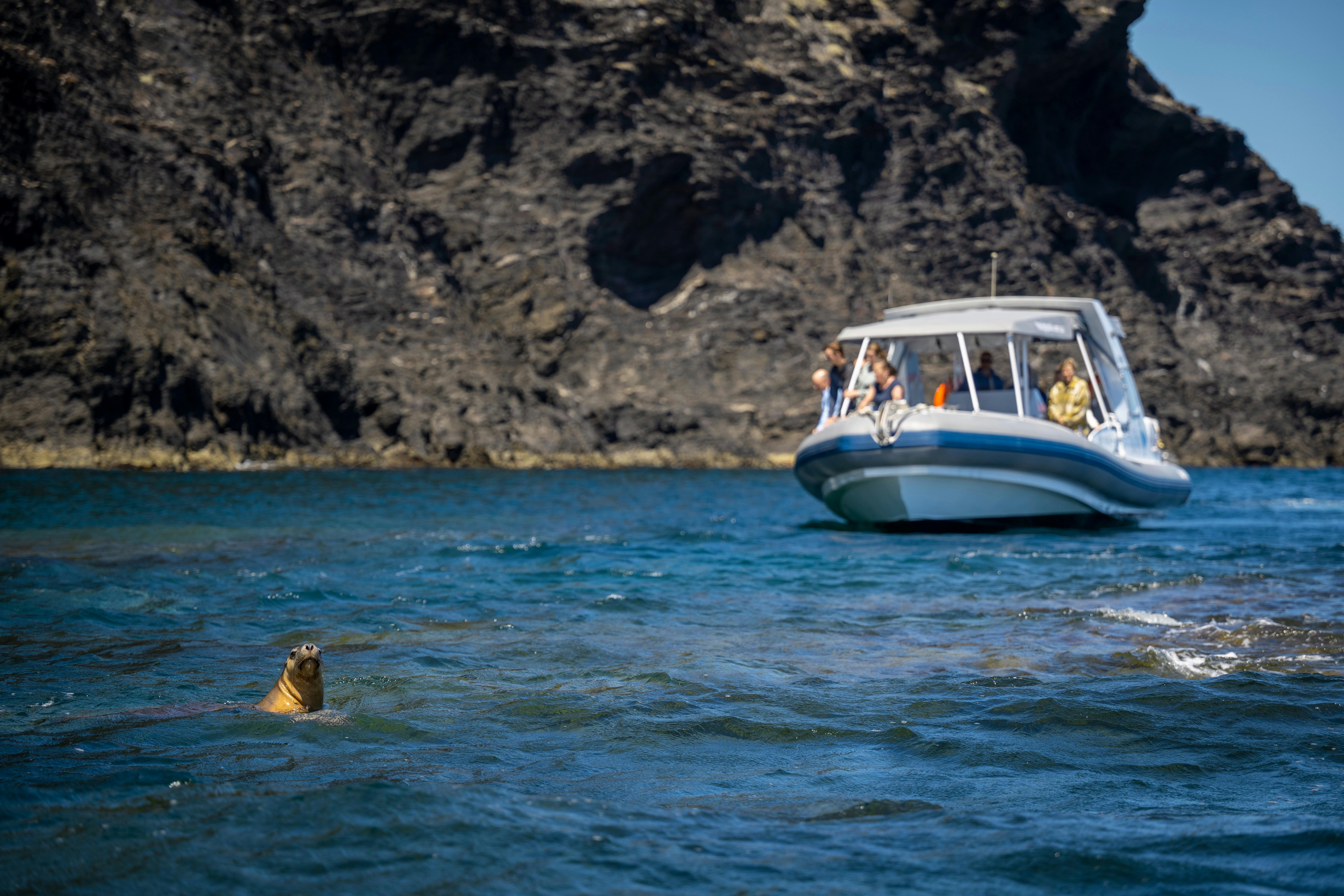 A seal swims in the water near a boat with people, against a backdrop of rocky cliffs.