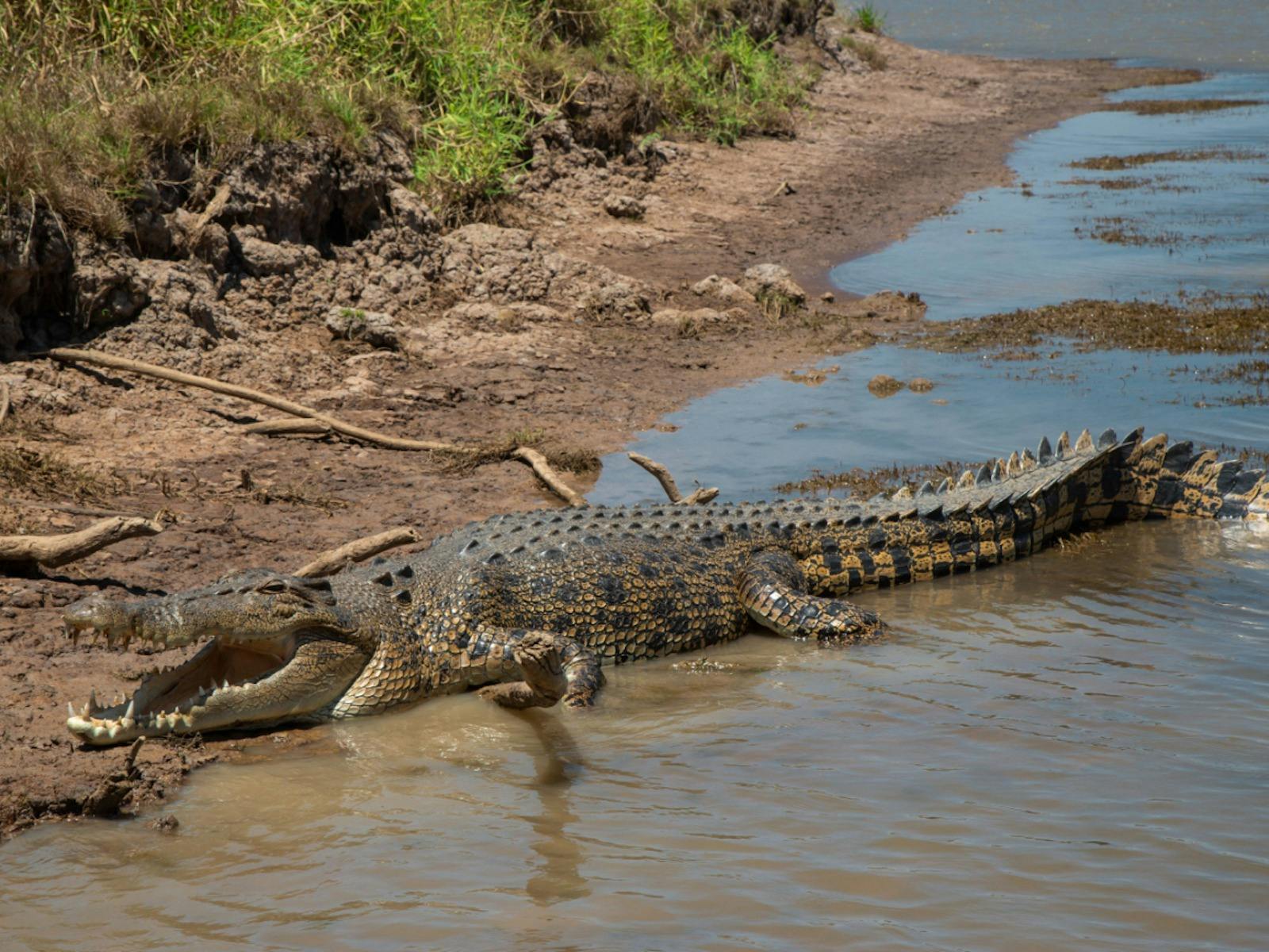 Spotting a croc at Corroboree Billabong