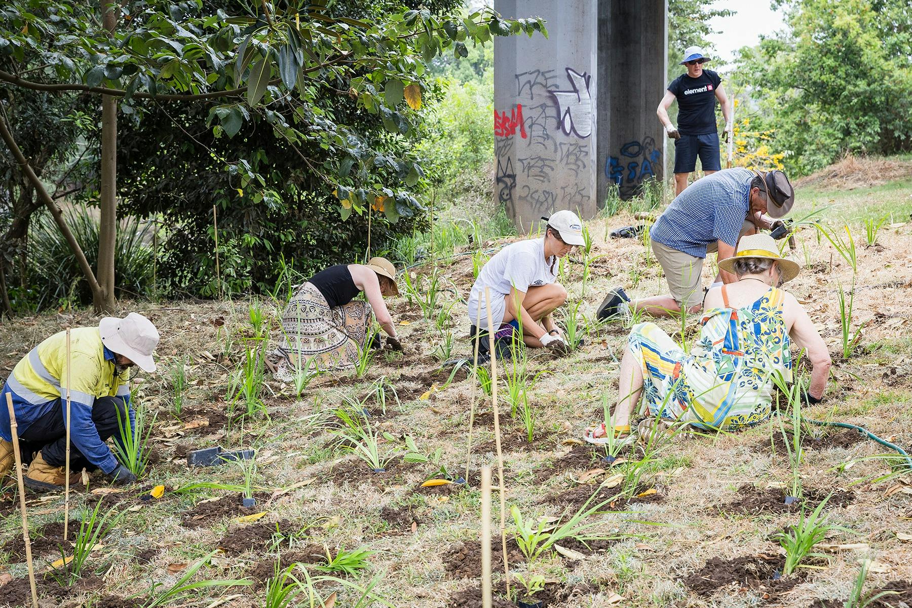 LCC held a tree planting at the closing event in 2025