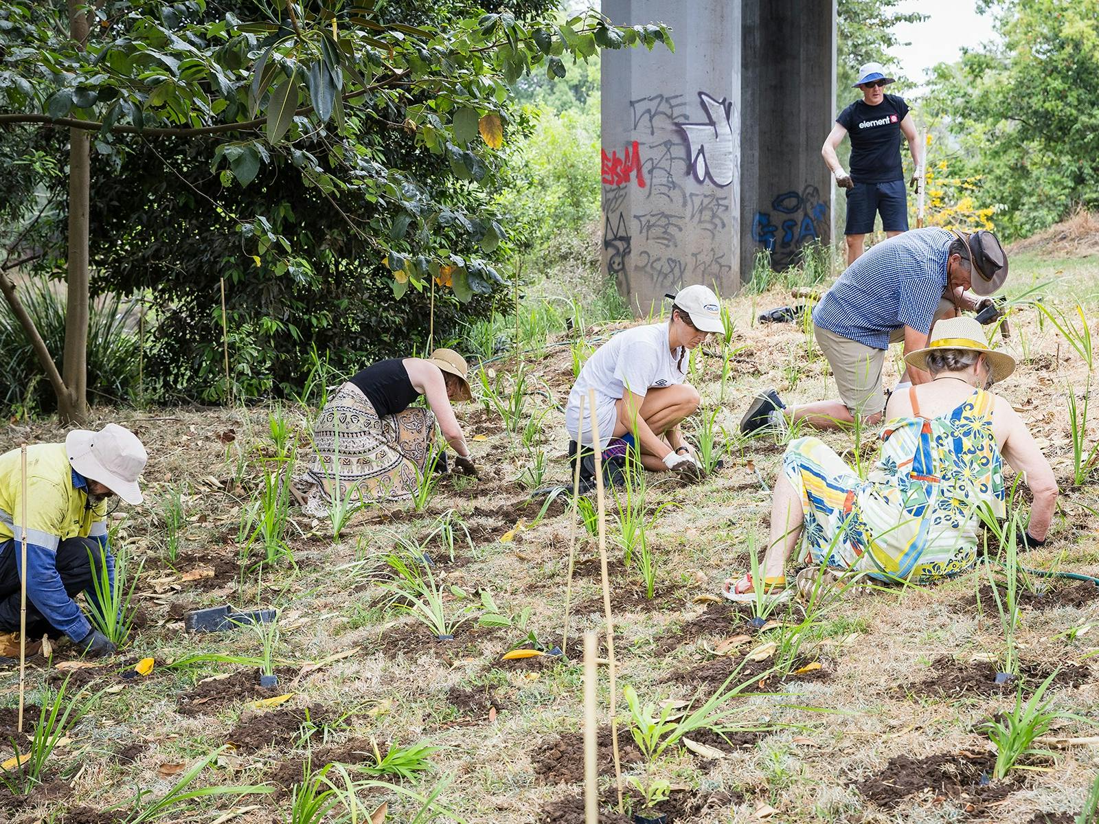 LCC held a tree planting at the closing event in 2025