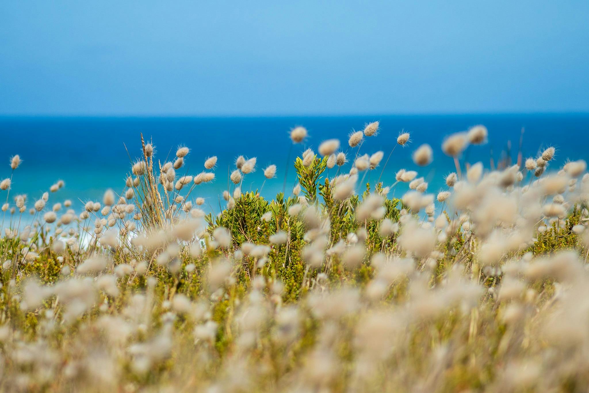 Native local flora on the Coastal Day Trip