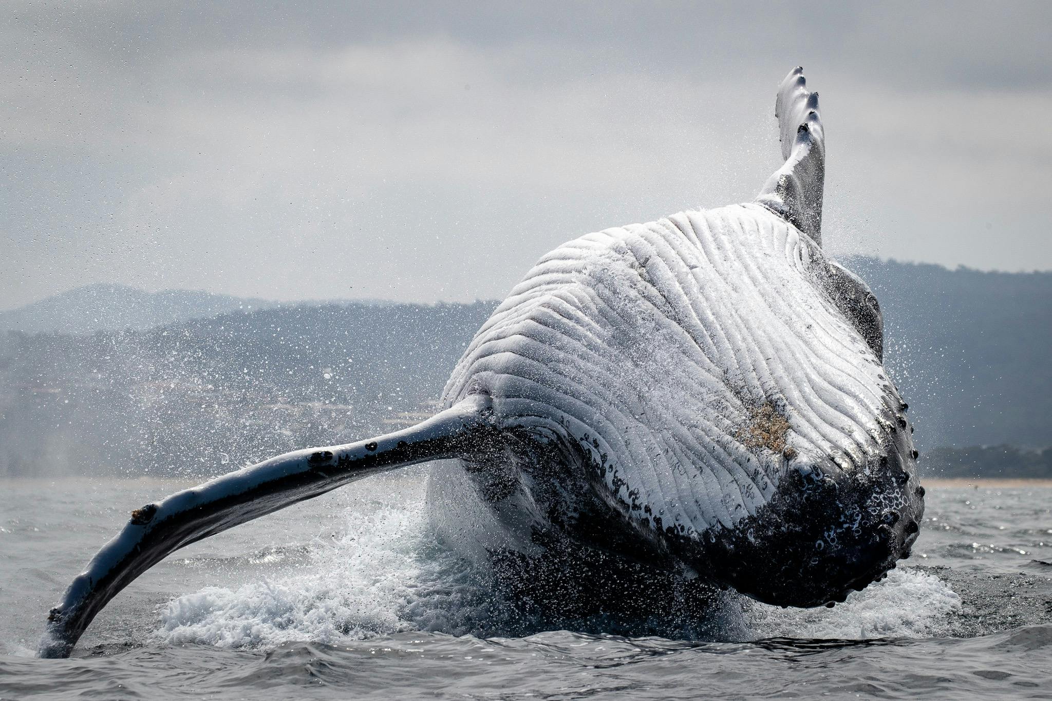 Humpback Whale, whale watching cruise Merimbula, Merimbula boat tour