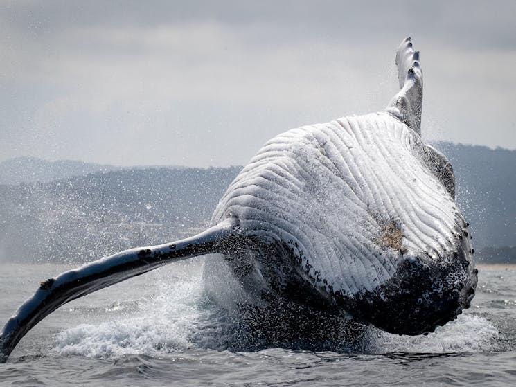 Humpback Whale, whale watching cruise Merimbula, Merimbula boat tour