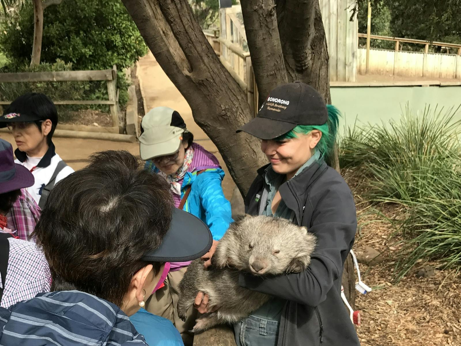 Bonorong staff member holding a Koala